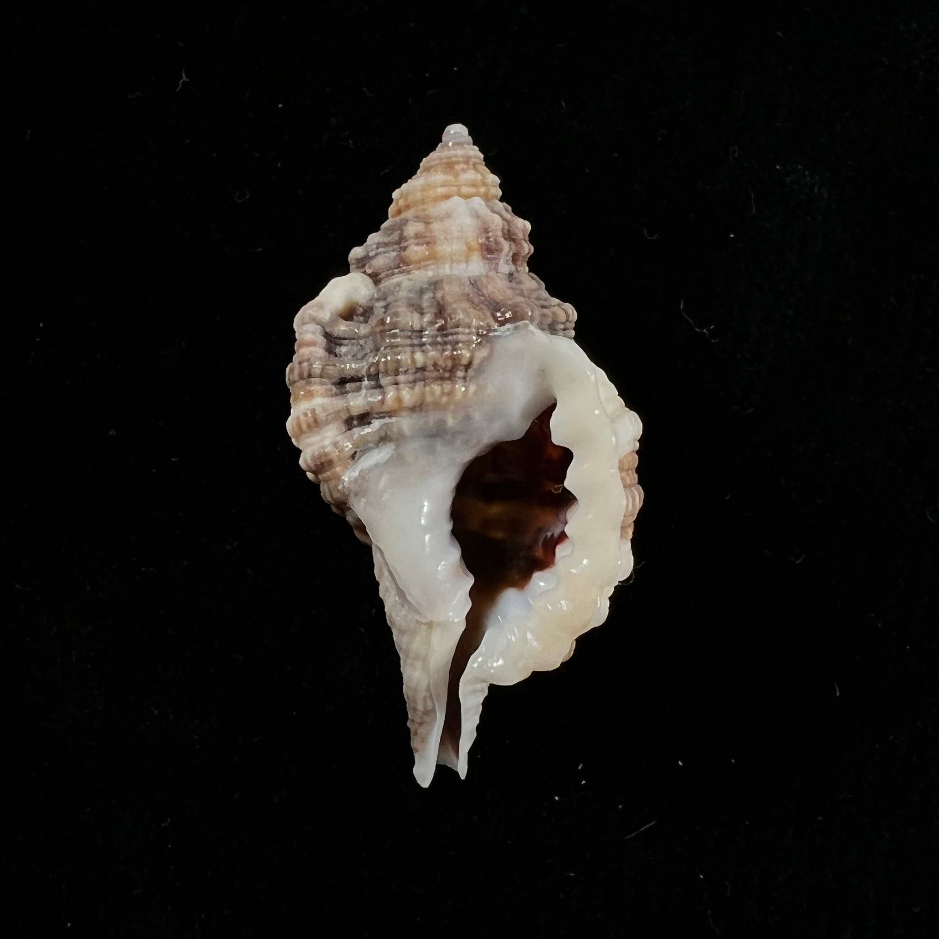 Gutturniun muricinum (Röding, 1798) - 38,8mm