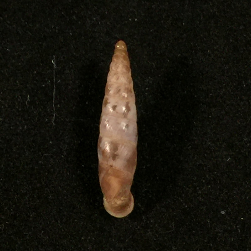Albinaria arcadica (L. Pfeiffer, 1868) - 17,3mm