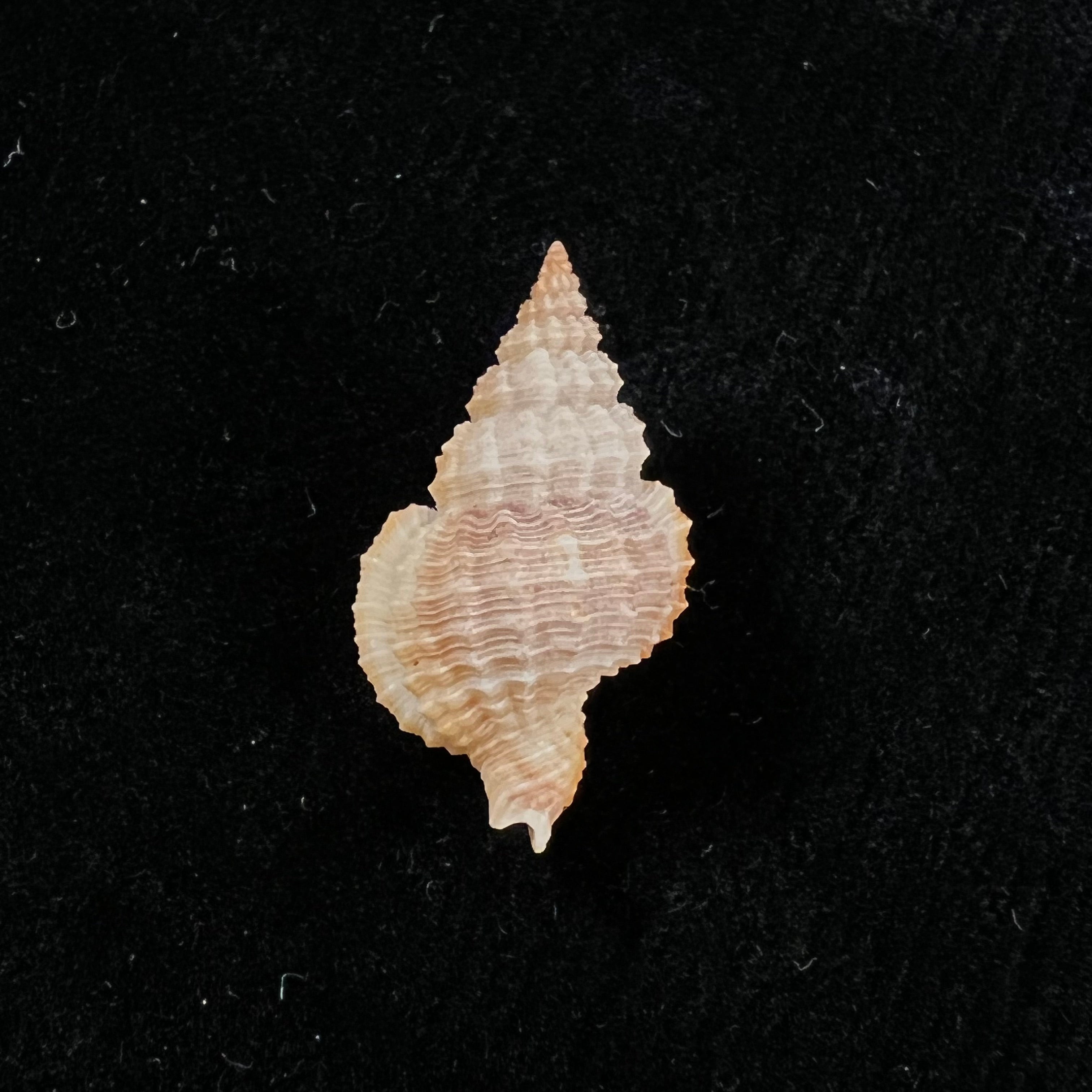 Nassaria acuminata (Reeve, 1844) - 25,5mm