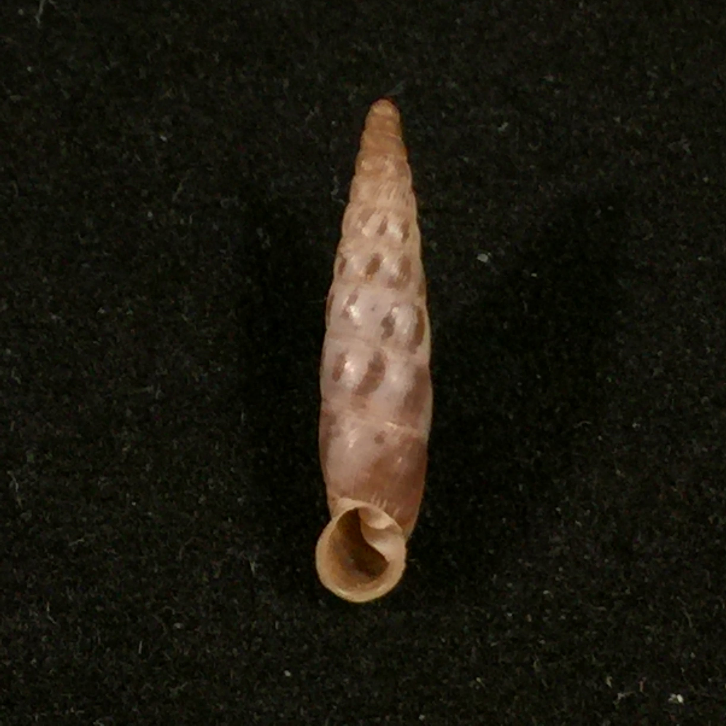 Albinaria arcadica (L. Pfeiffer, 1868) - 17,3mm
