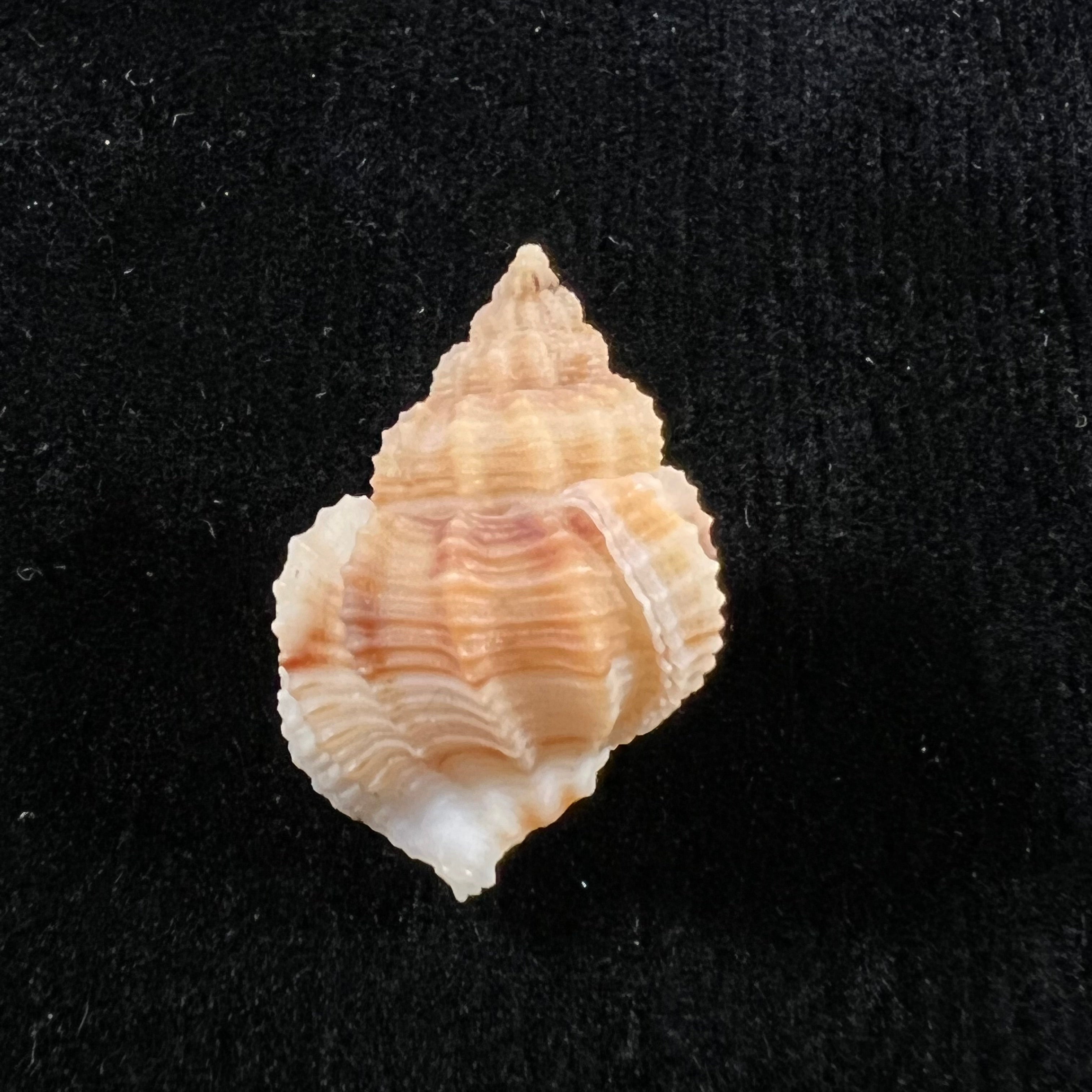 Bivetiella similis ( GB Sowerby I, 1833) - 26,1mm