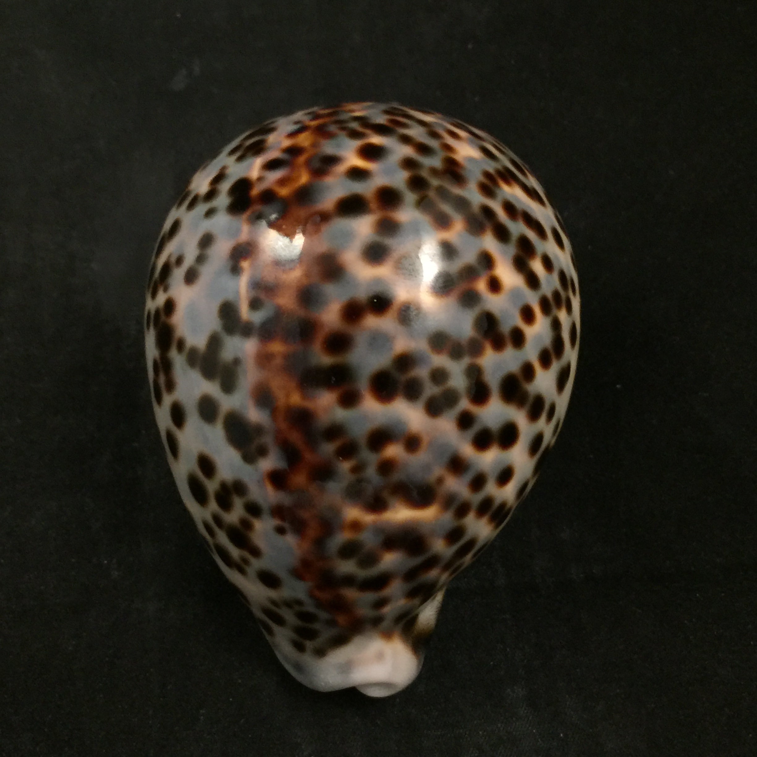 Cypraea tigris Linnaeus, 1758 - 95,5毫米