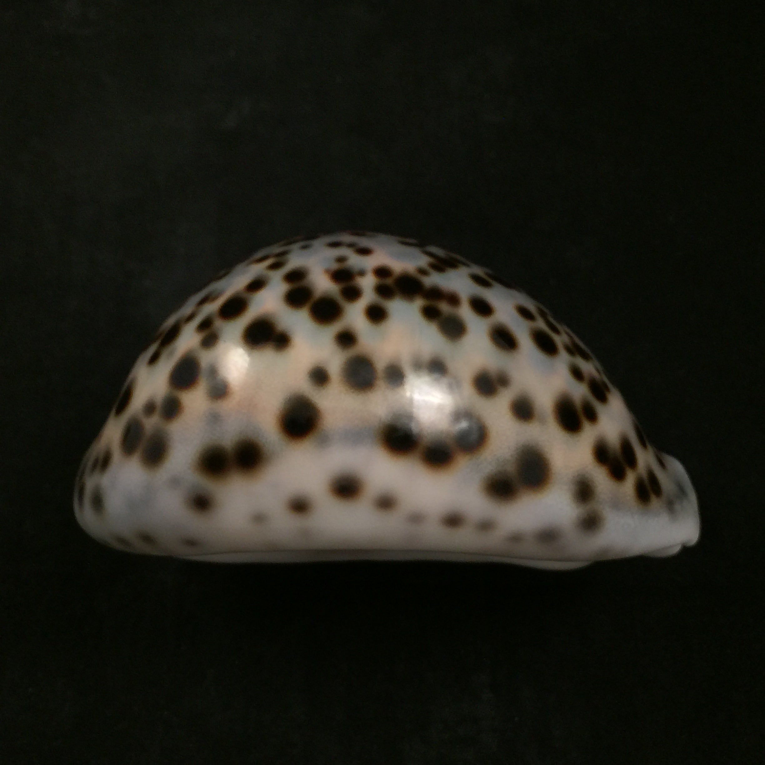 Cypraea tigris Linnaeus, 1758 - 95,5毫米