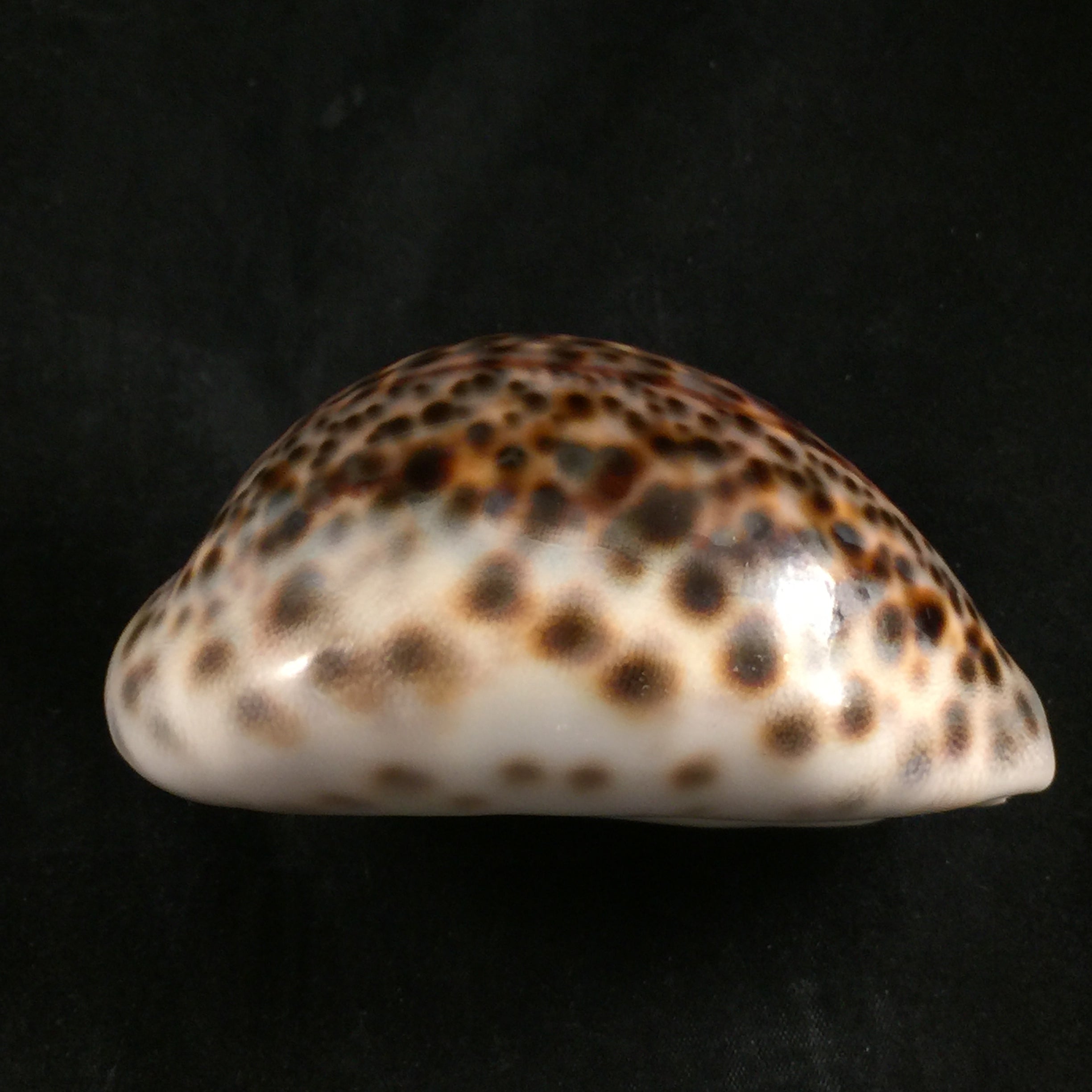 Cypraea tigris Linnaeus, 1758 - 92,4mm