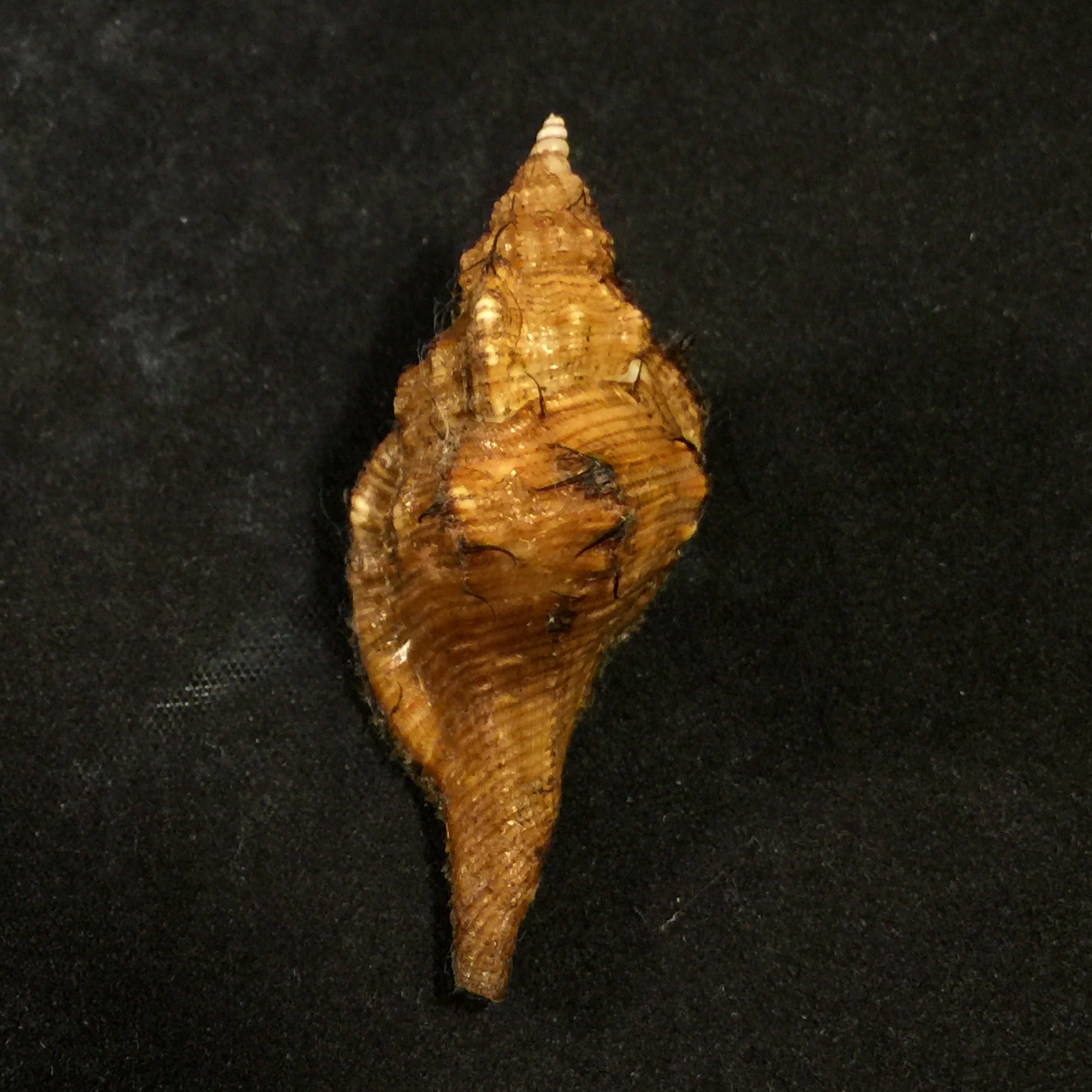 Cymatium amictum amictoideum (Keen, 1971) - 50mm