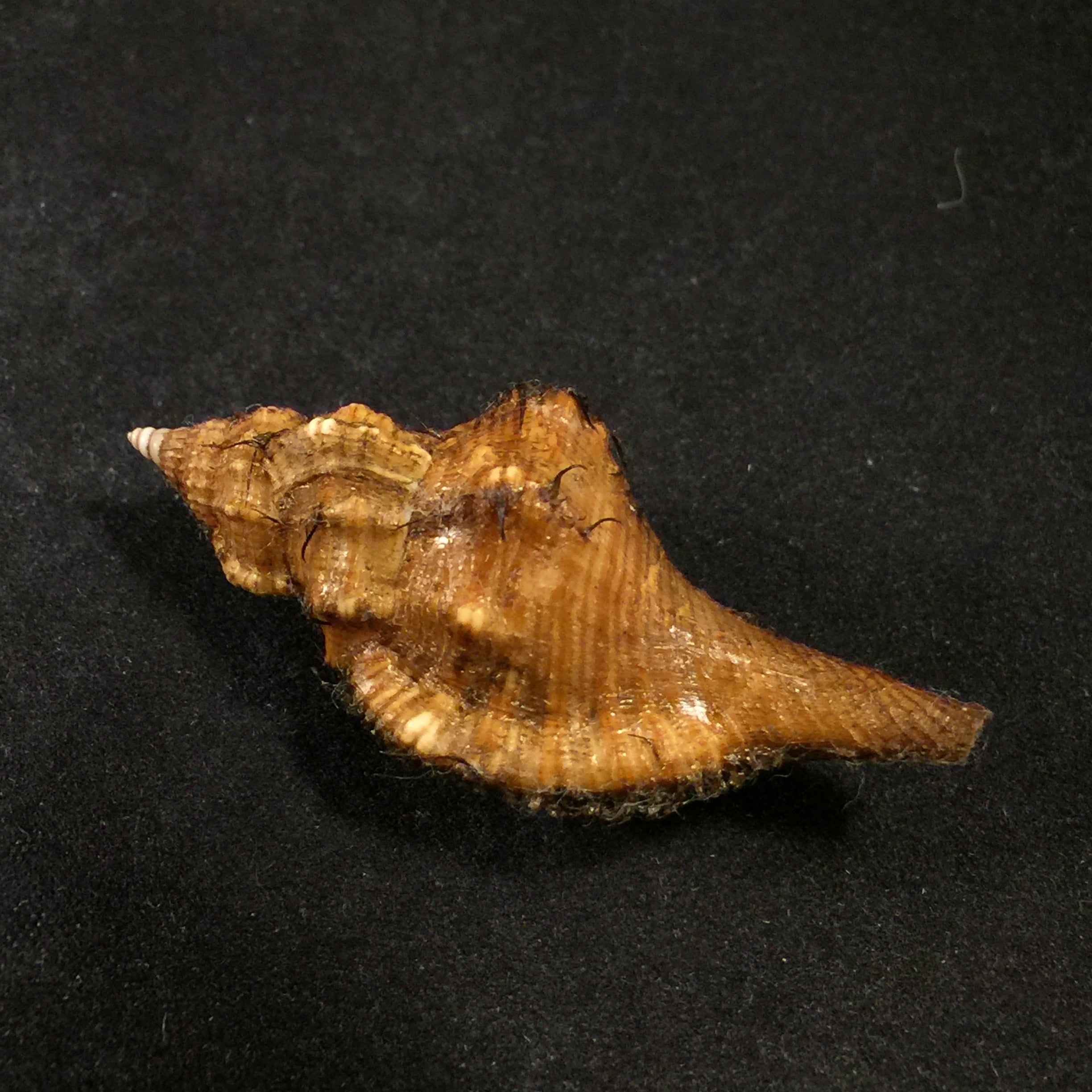 Cymatium amictum amictoideum (Keen, 1971) - 50mm