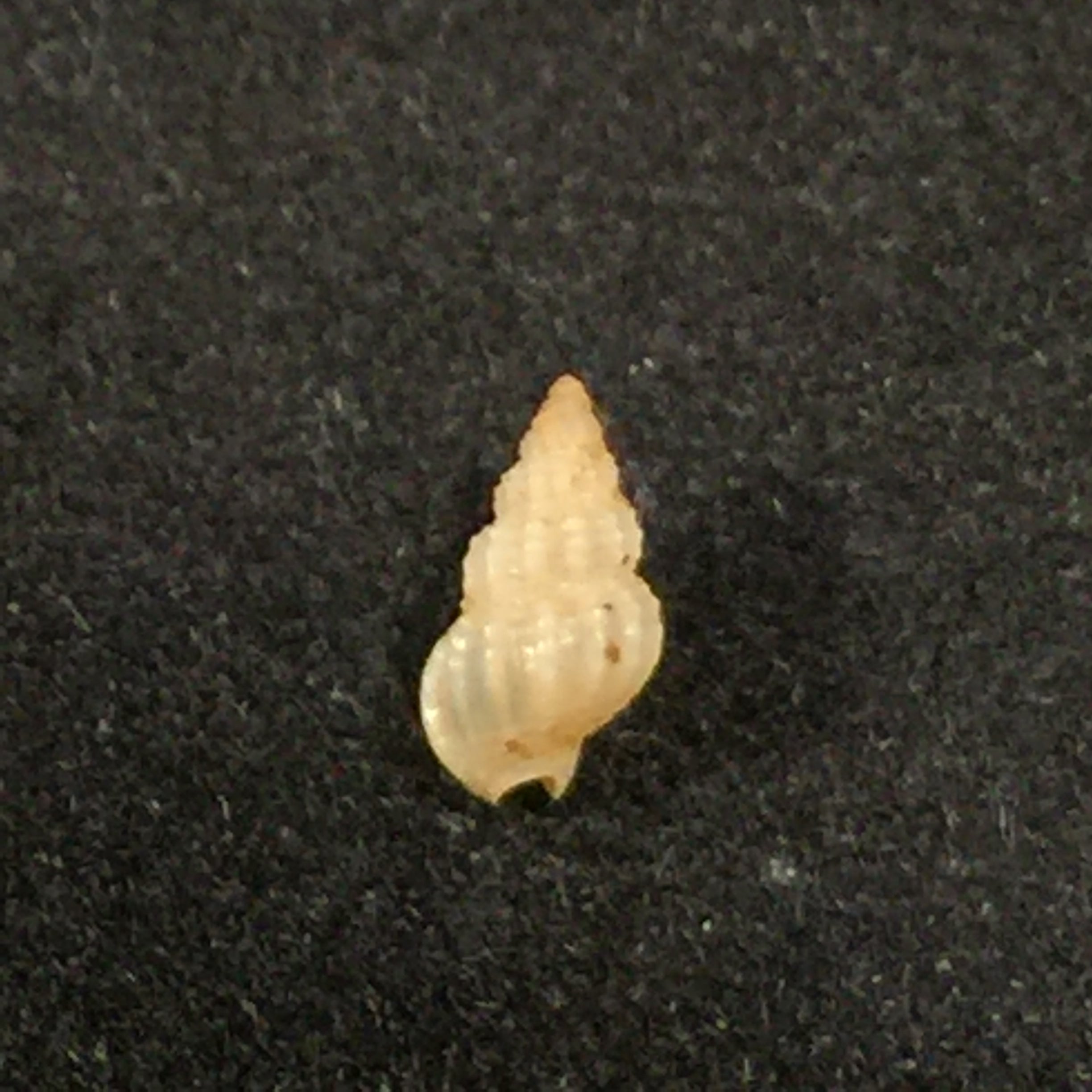 Nassarius argenteus (Marrat, 1877) - 5,5mm