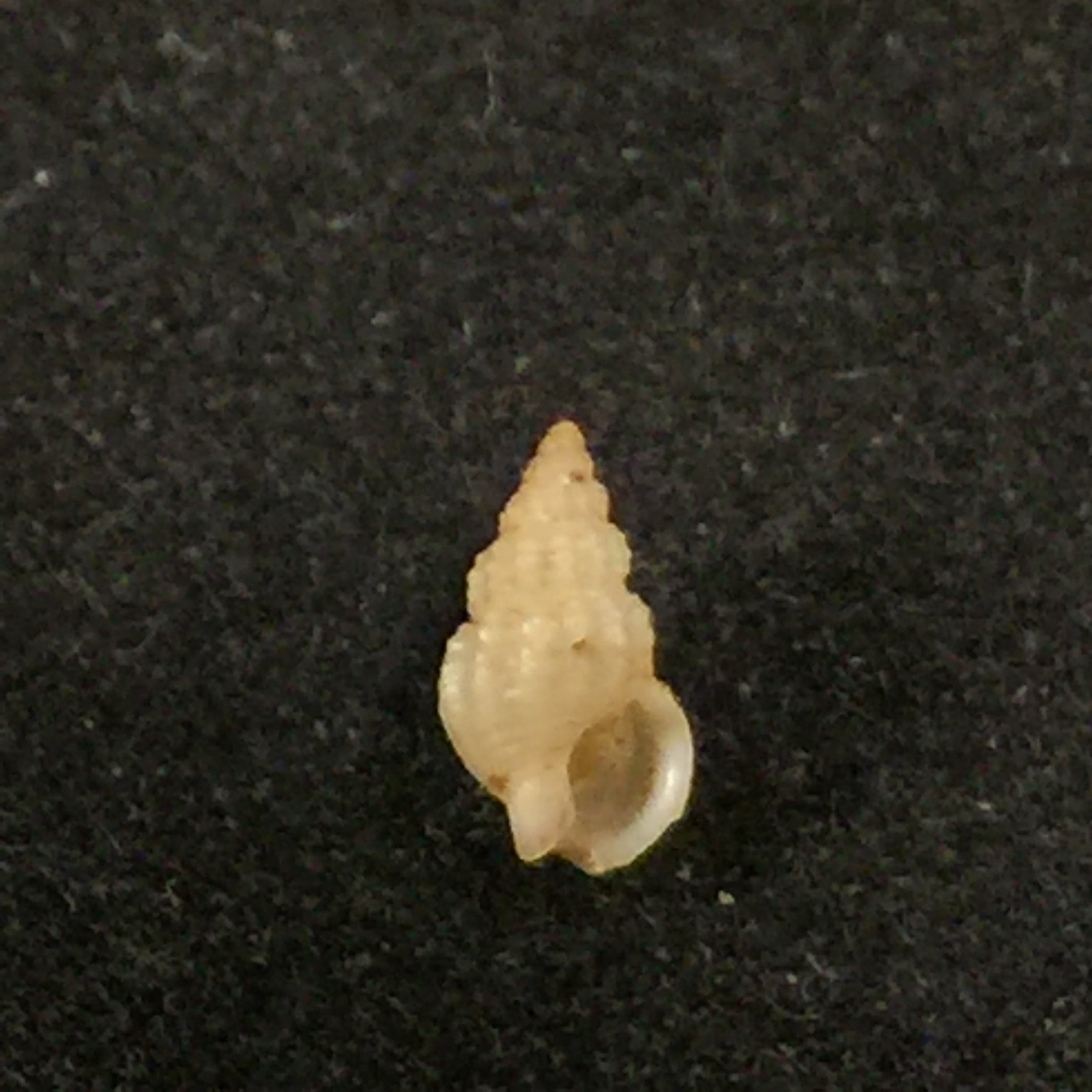 Nassarius argenteus (Marrat, 1877) - 5,5mm