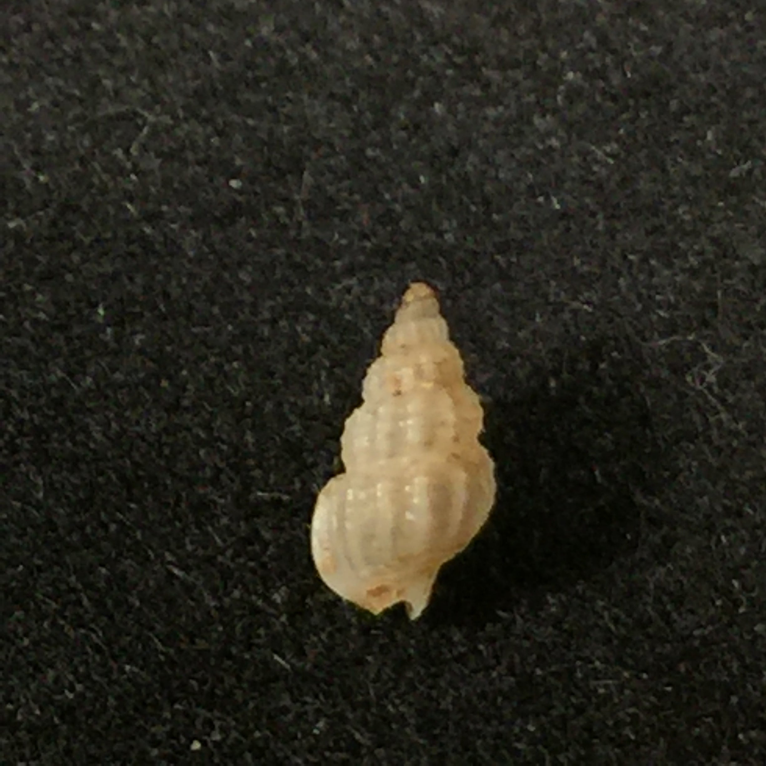 Nassarius argenteus (Marrat, 1877) - 6 毫米