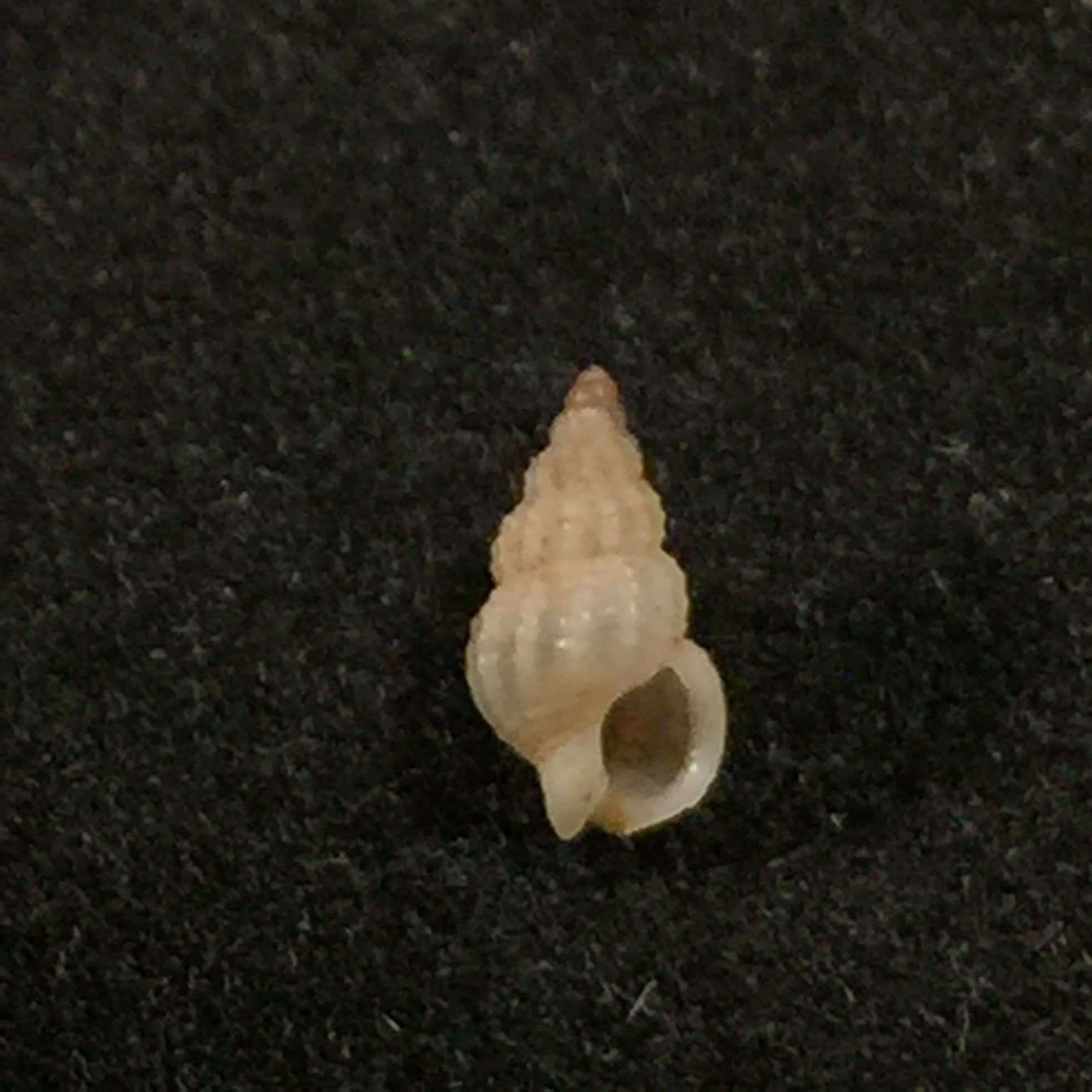 Nassarius argenteus (Marrat, 1877) - 6 毫米