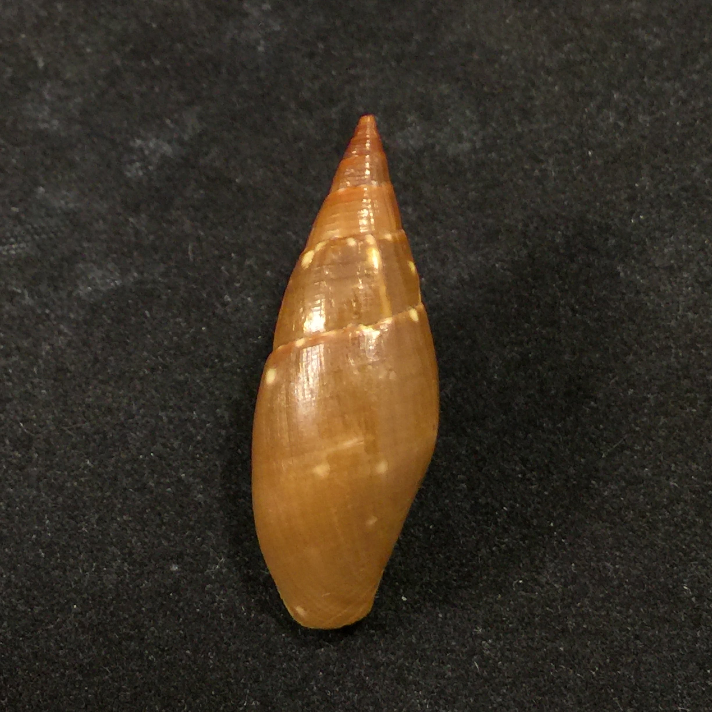 Probata barbadensis (Gmelin, 1791) - 32mm