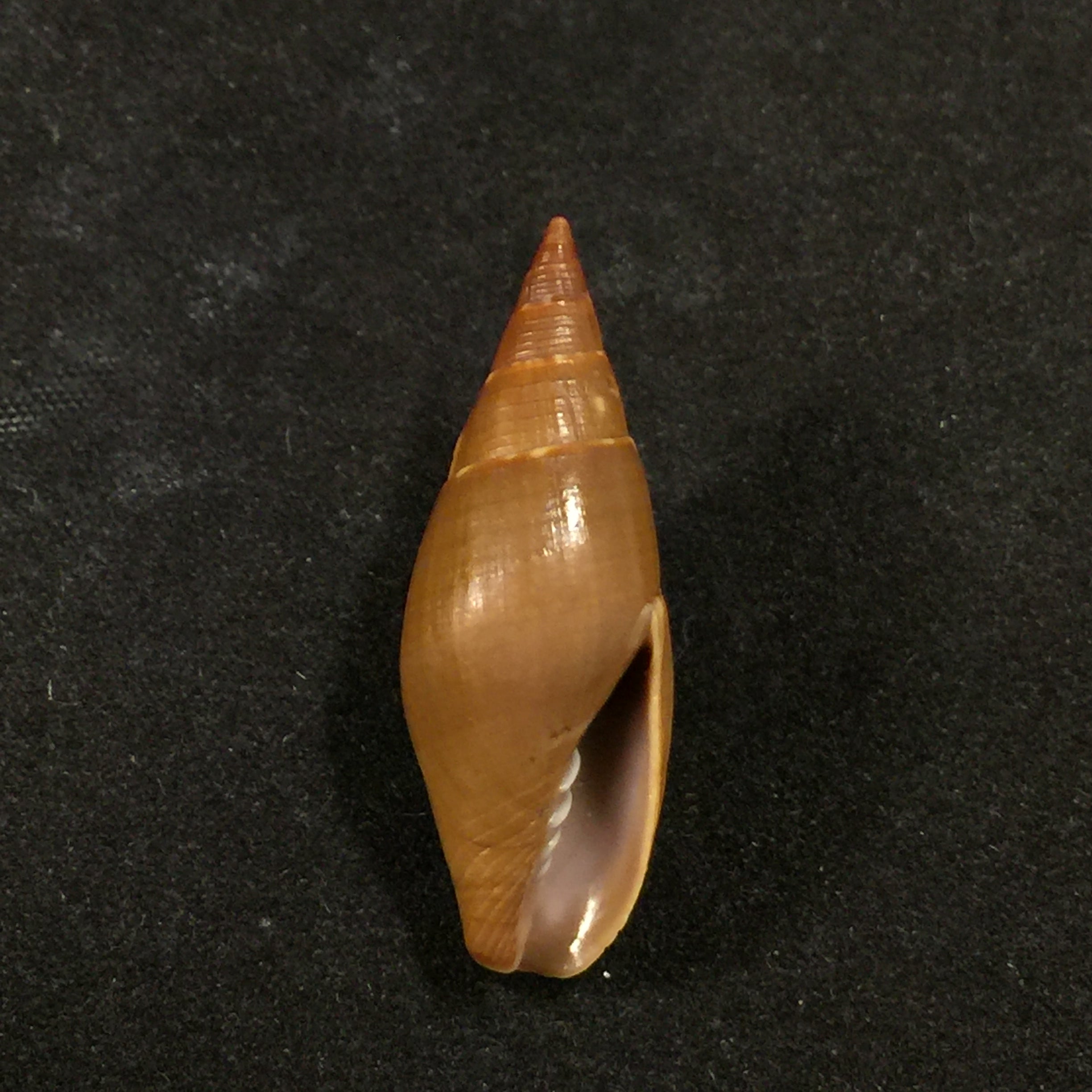 Probata barbadensis (Gmelin, 1791) - 32mm