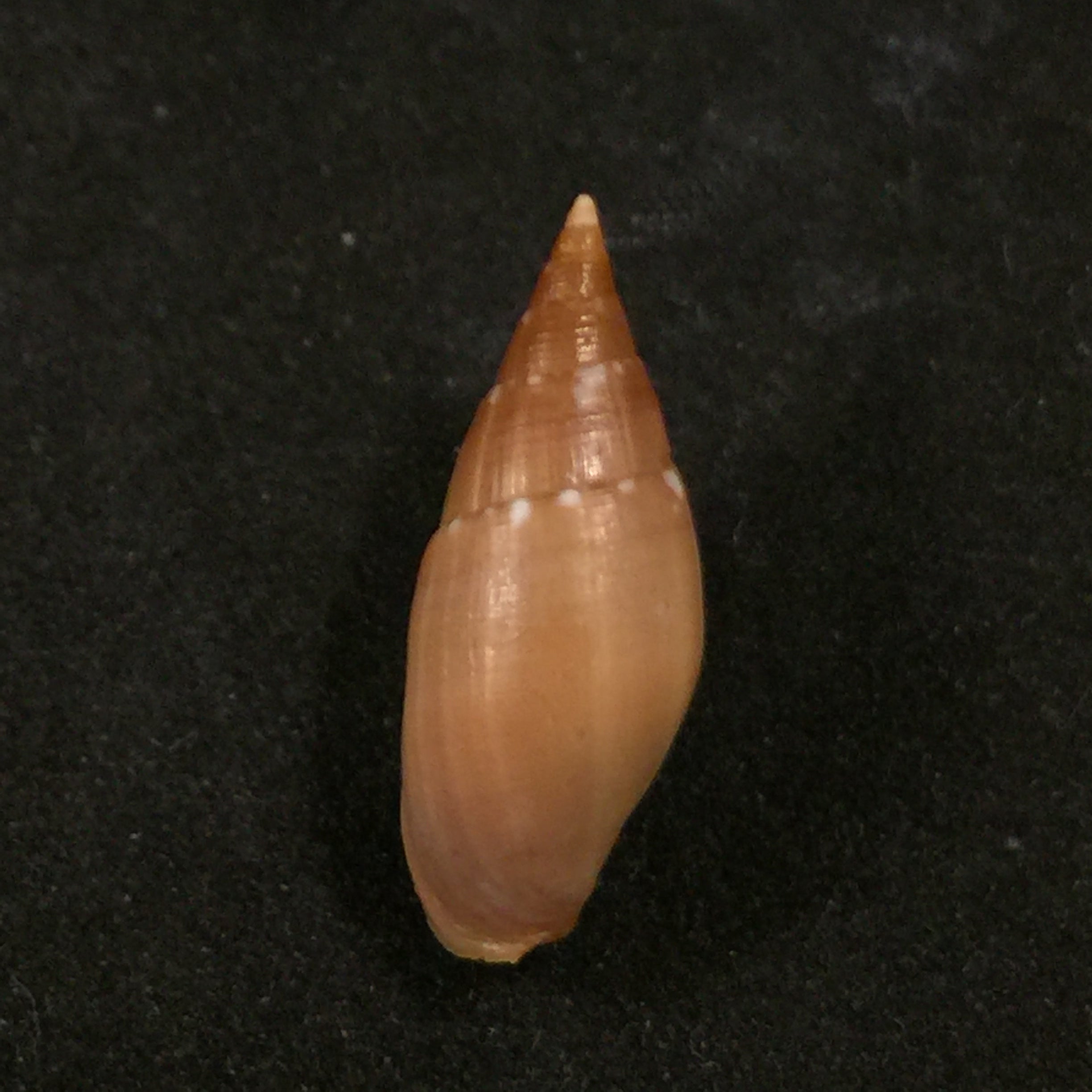 Probata barbadensis (Gmelin, 1791) - 25,2mm