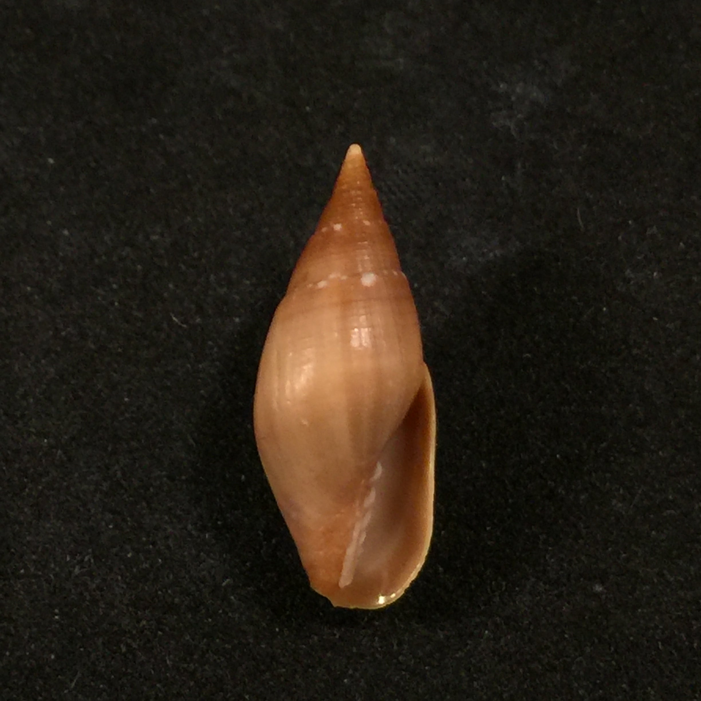 Probata barbadensis (Gmelin, 1791) - 25,2mm