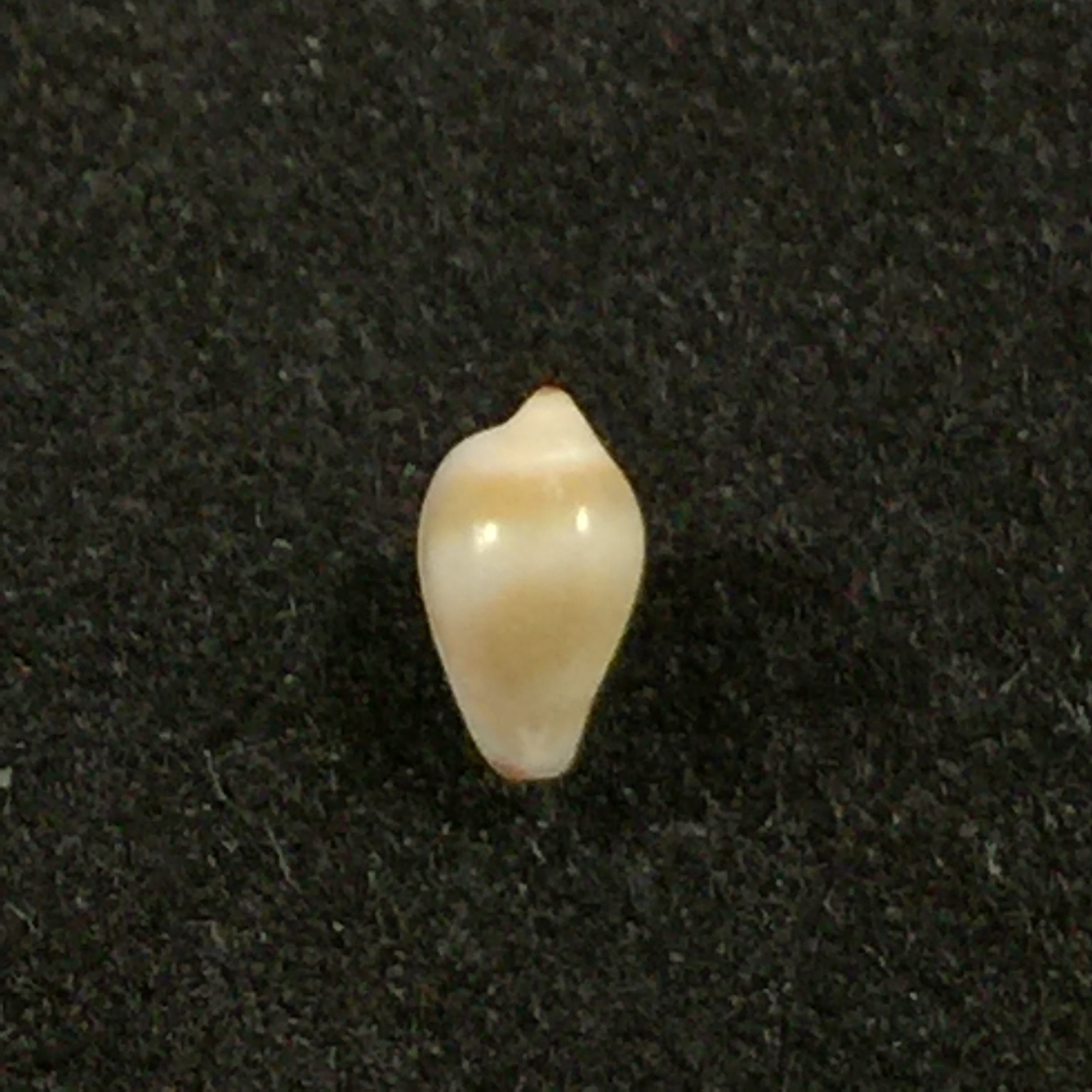 Eratoena sandwichensis (GB Sowerby II, 1859) - 5mm