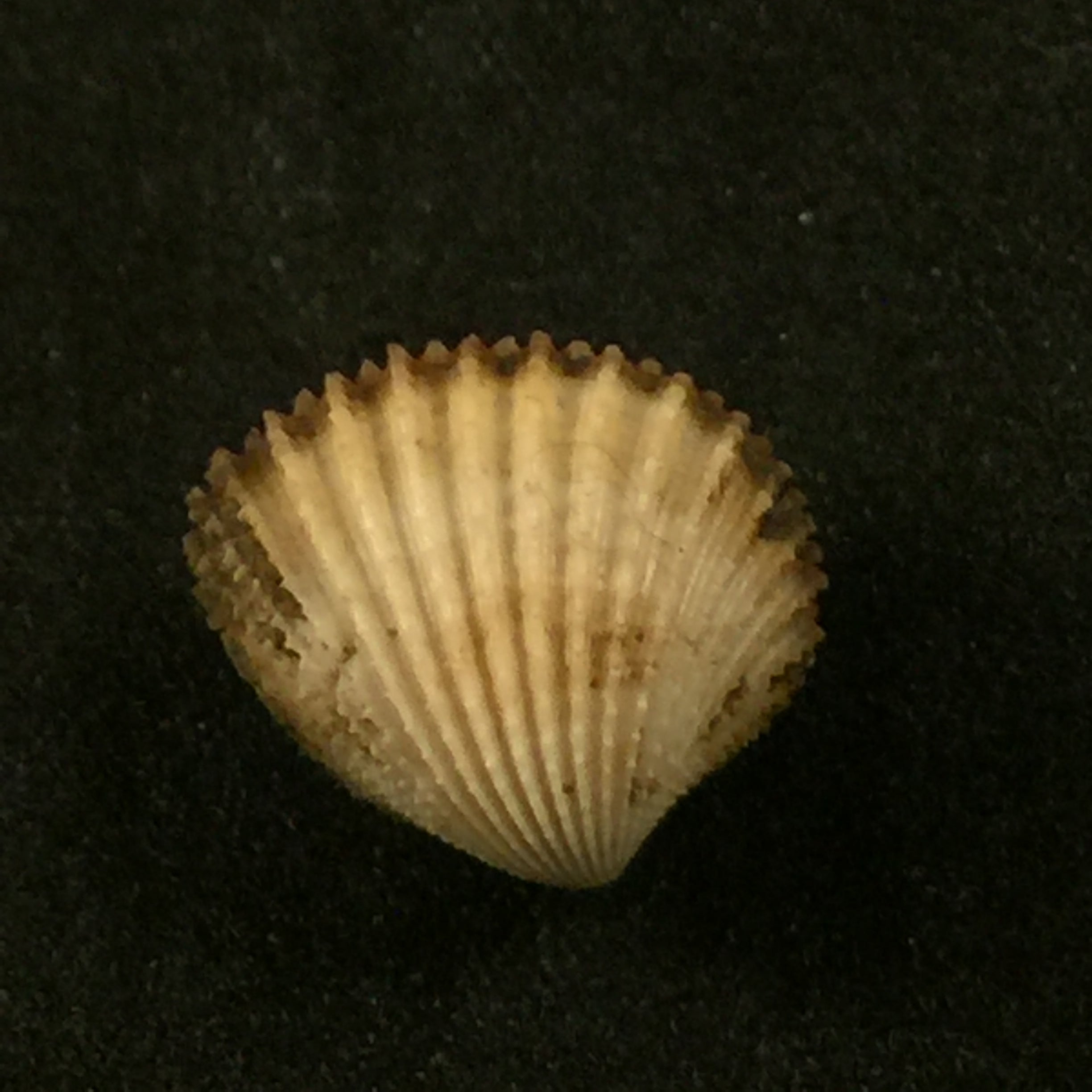 Cardiocardita lacunosa (Reeve, 1843) - 14,6mm