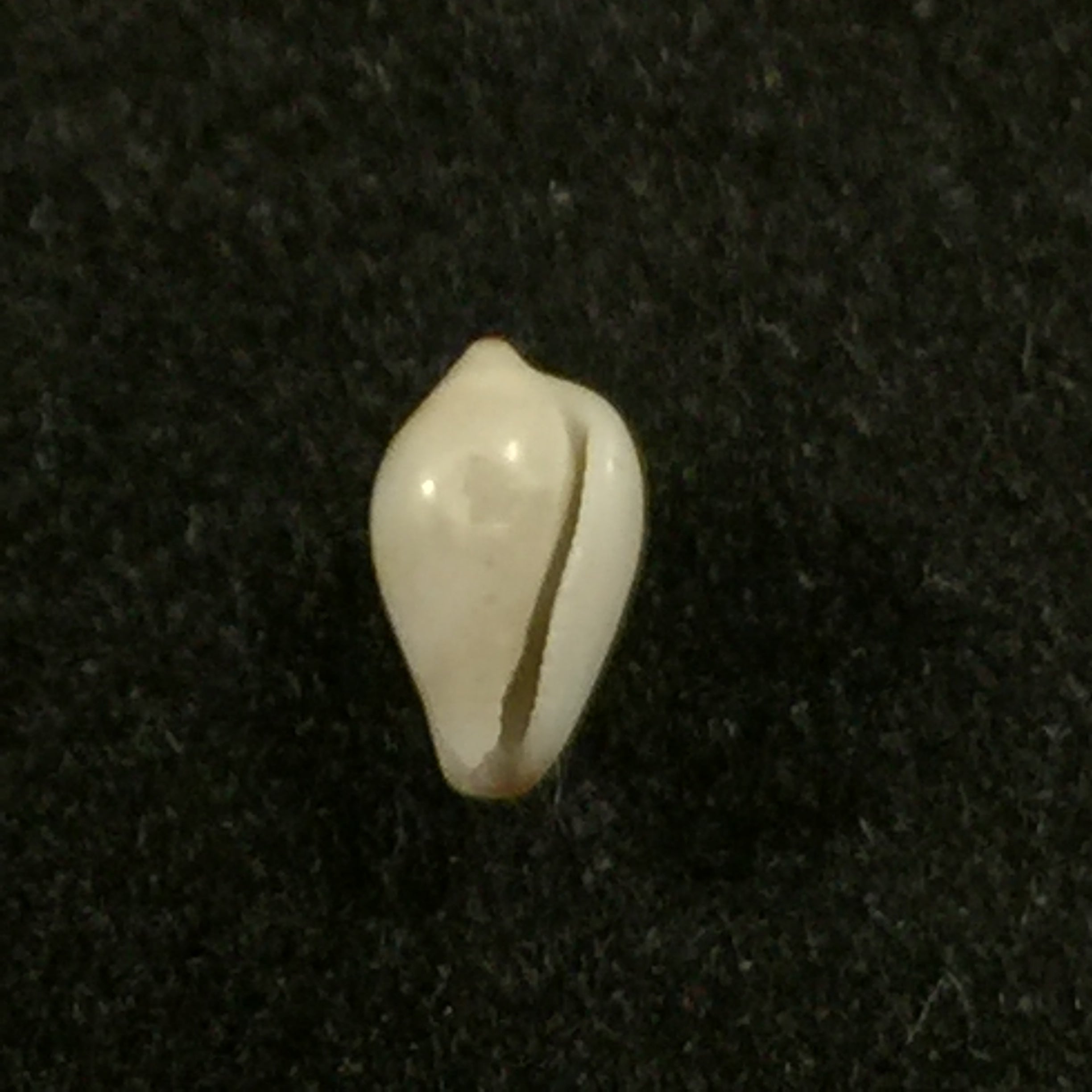 Eratoena sandwichensis (GB Sowerby II, 1859) - 5mm