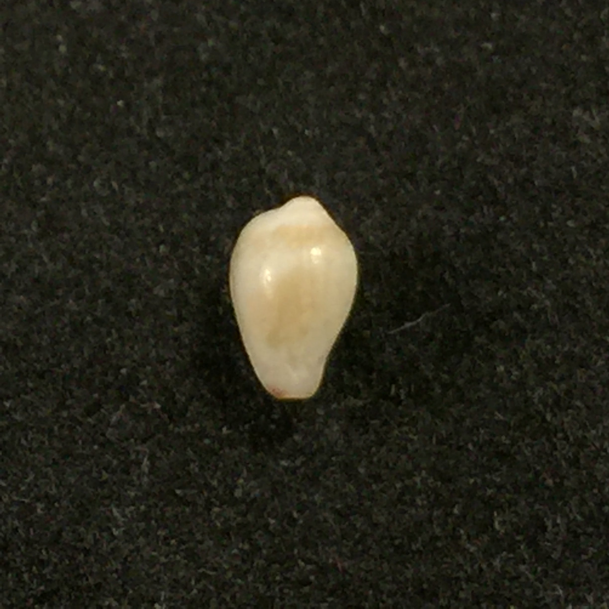 Eratoena sandwichensis (GB Sowerby II, 1859) - 5mm