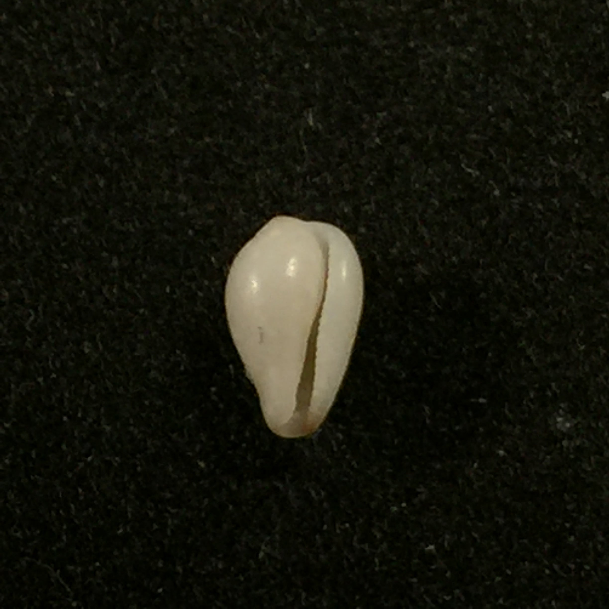 Eratoena sandwichensis (GB Sowerby II, 1859) - 5mm