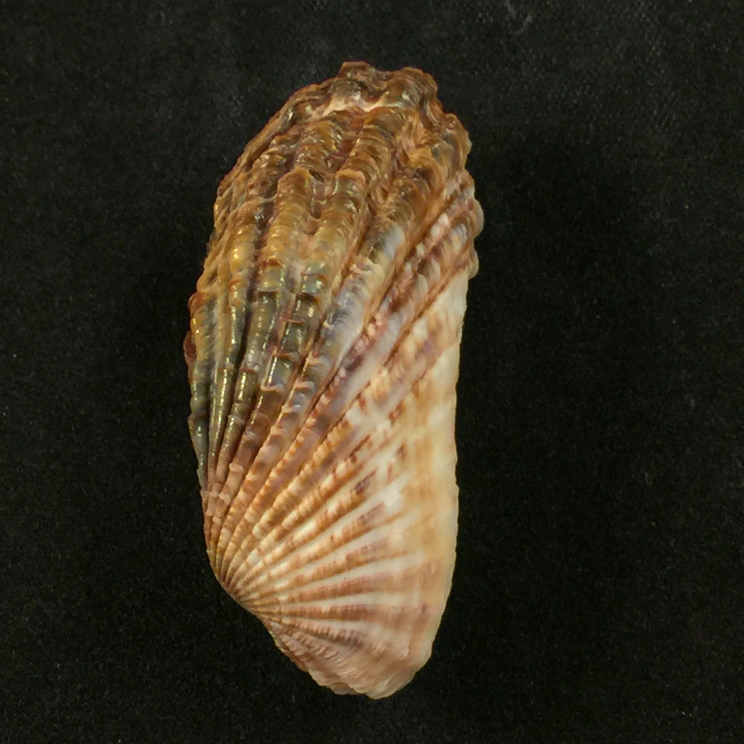 Carditamera gracilis (Schuttleworth, 1856) - 44,7毫米