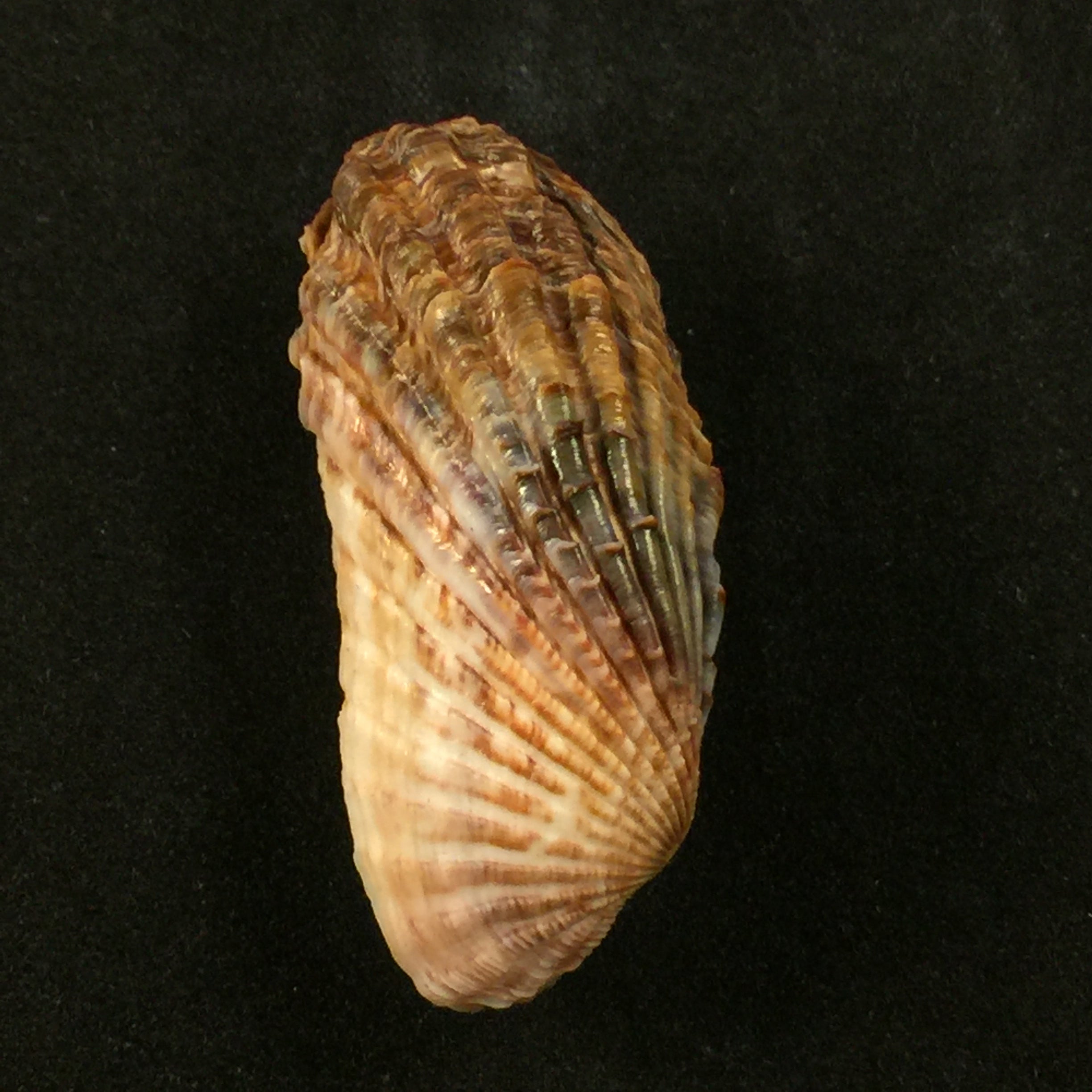 Carditamera gracilis (Schuttleworth, 1856) - 44,7毫米