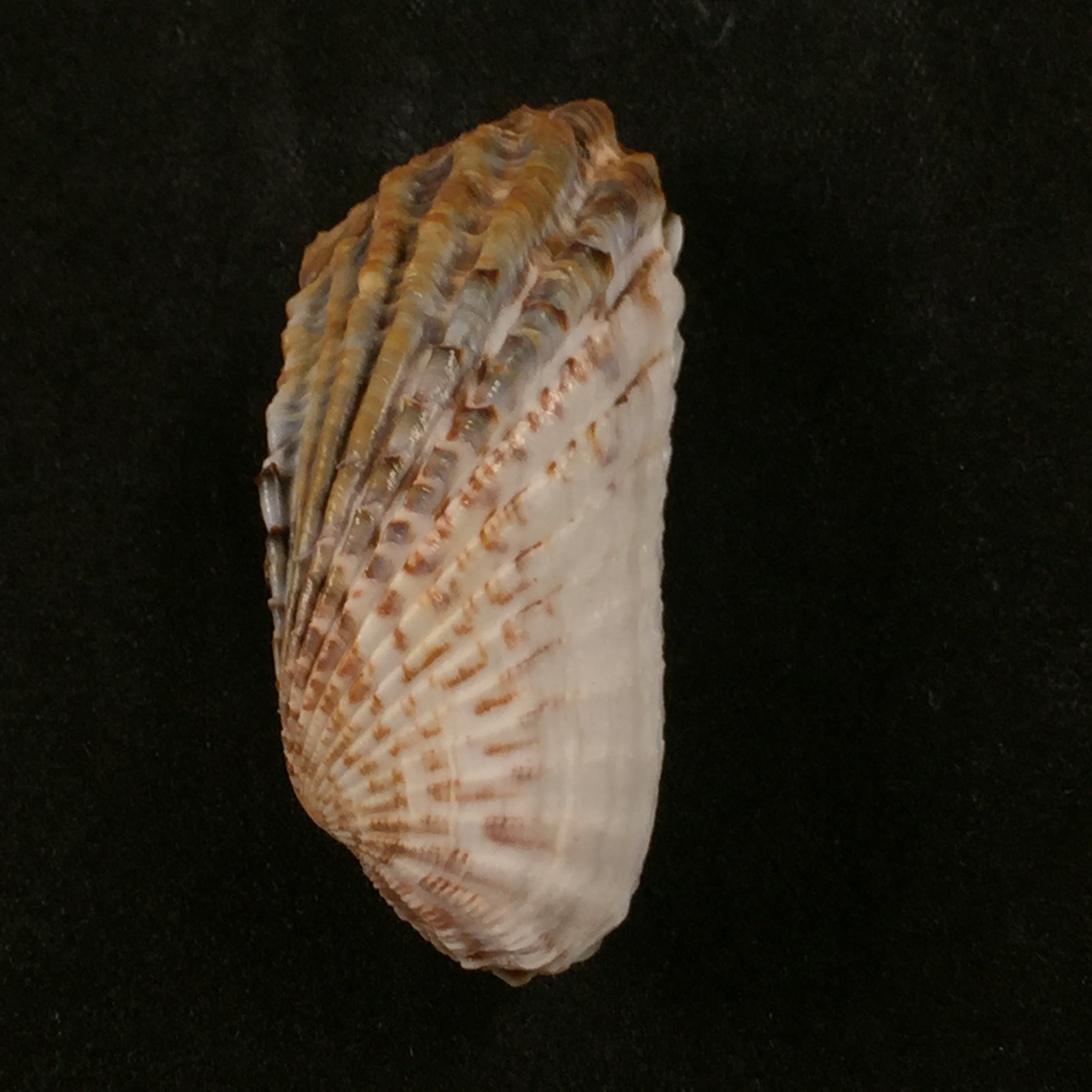 Carditamera gracilis (Schuttleworth, 1856) - 43,3毫米