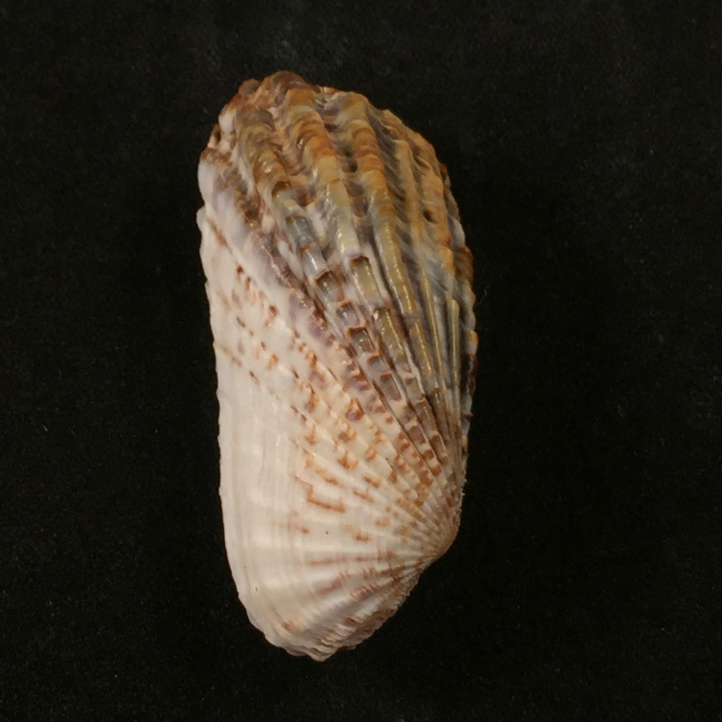 Carditamera gracilis (Schuttleworth, 1856) - 43,3毫米