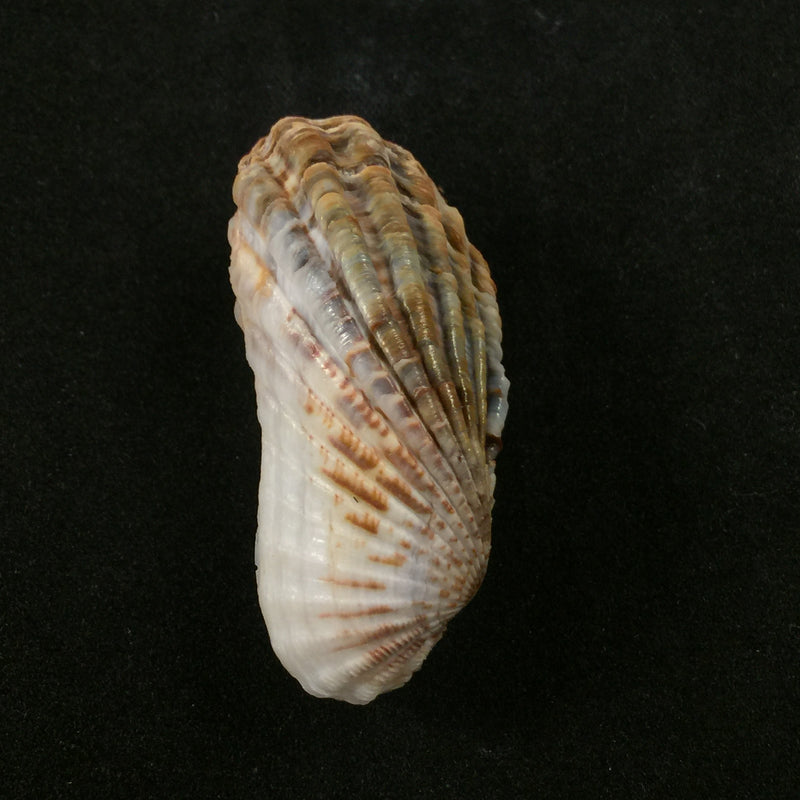 Carditamera gracilis (Schuttleworth, 1856) - 41,5mm
