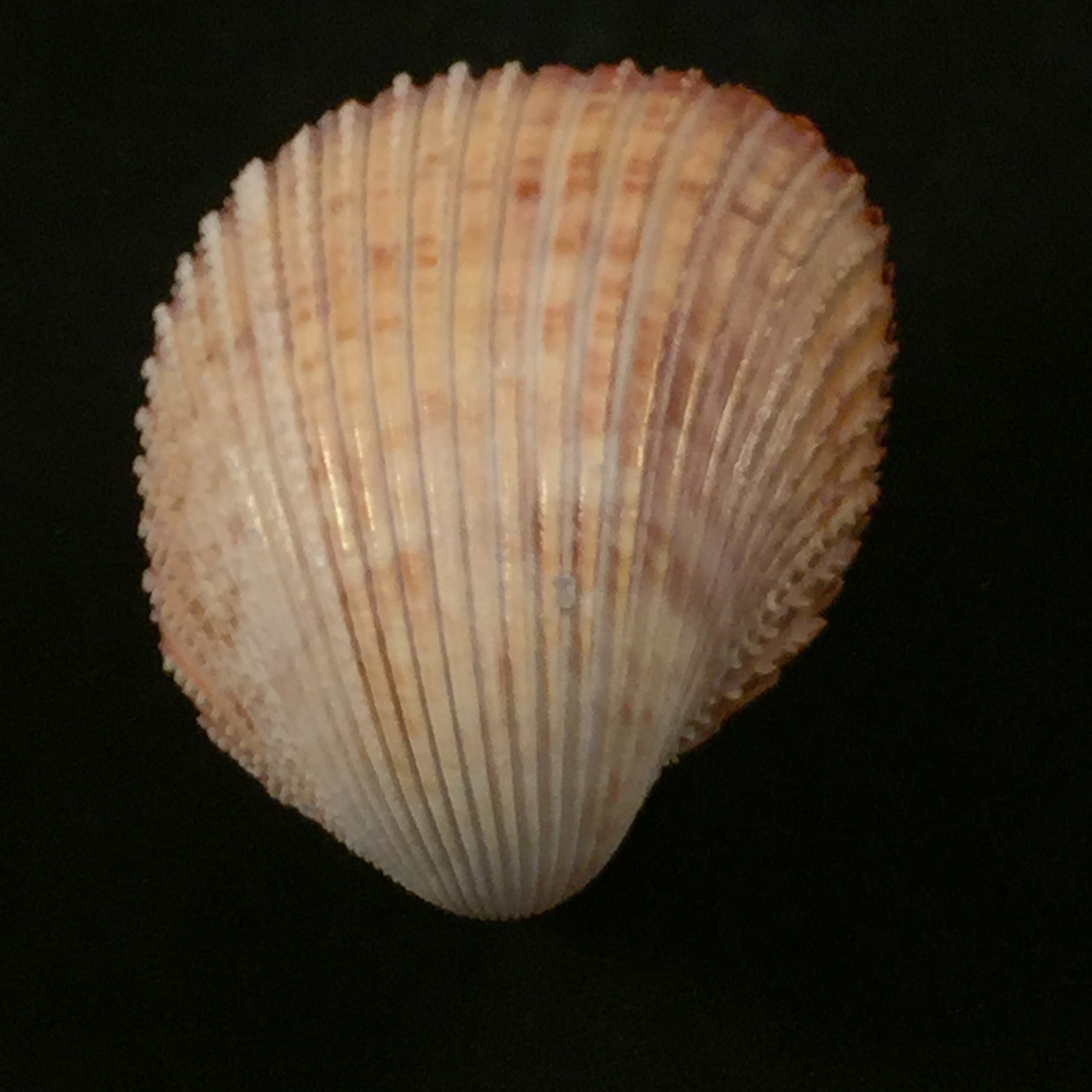 Trachycardium muricatum (林奈, 1758) - 53,5mm