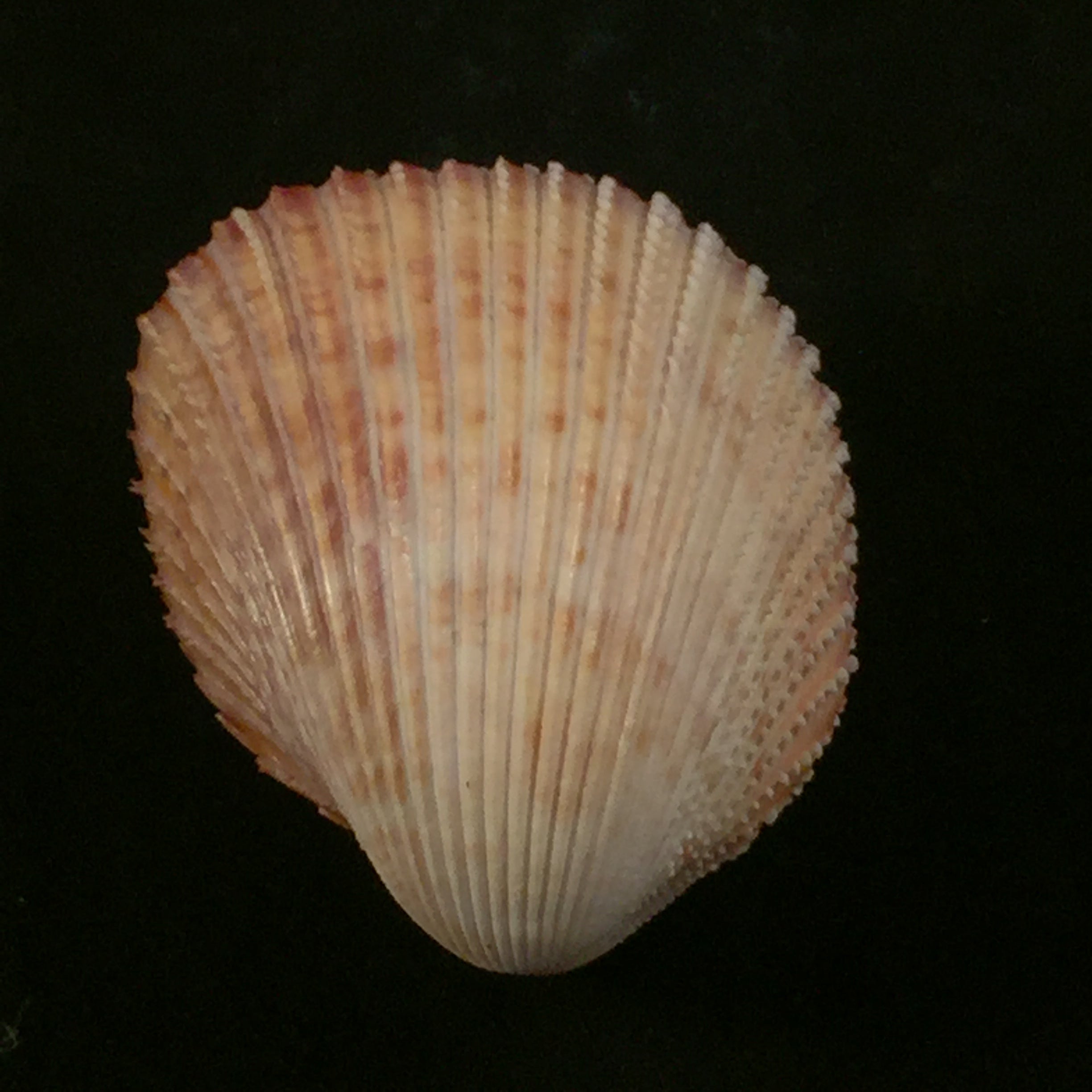 Trachycardium muricatum (林奈, 1758) - 53,5mm