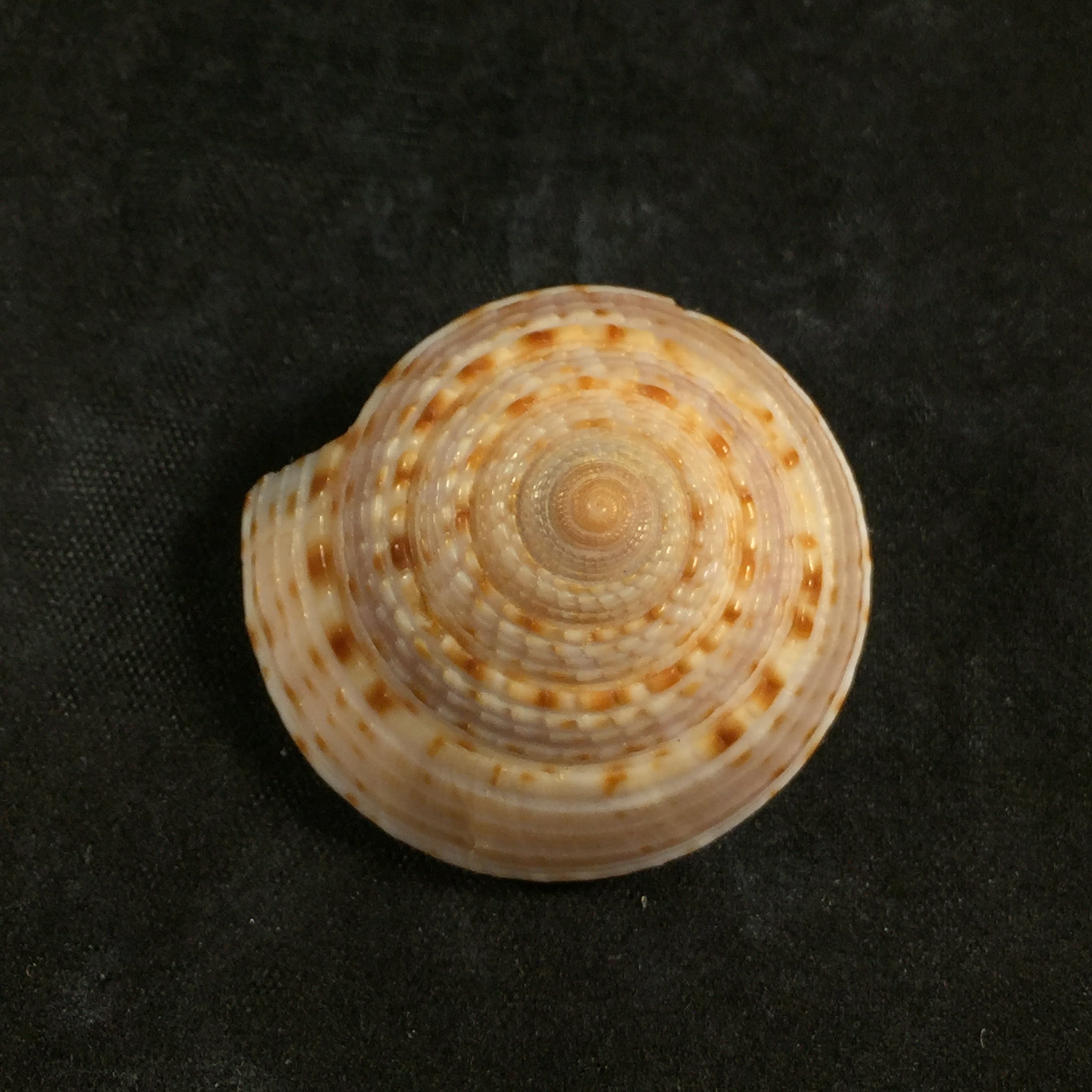Architectonica nobilis Röding, 1798 - 33mm