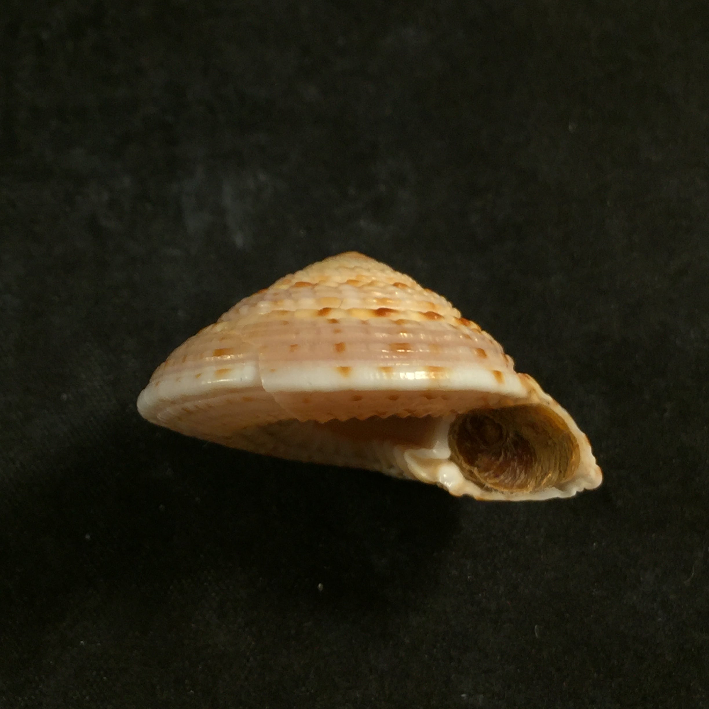 Architectonica nobilis Röding, 1798 - 33mm