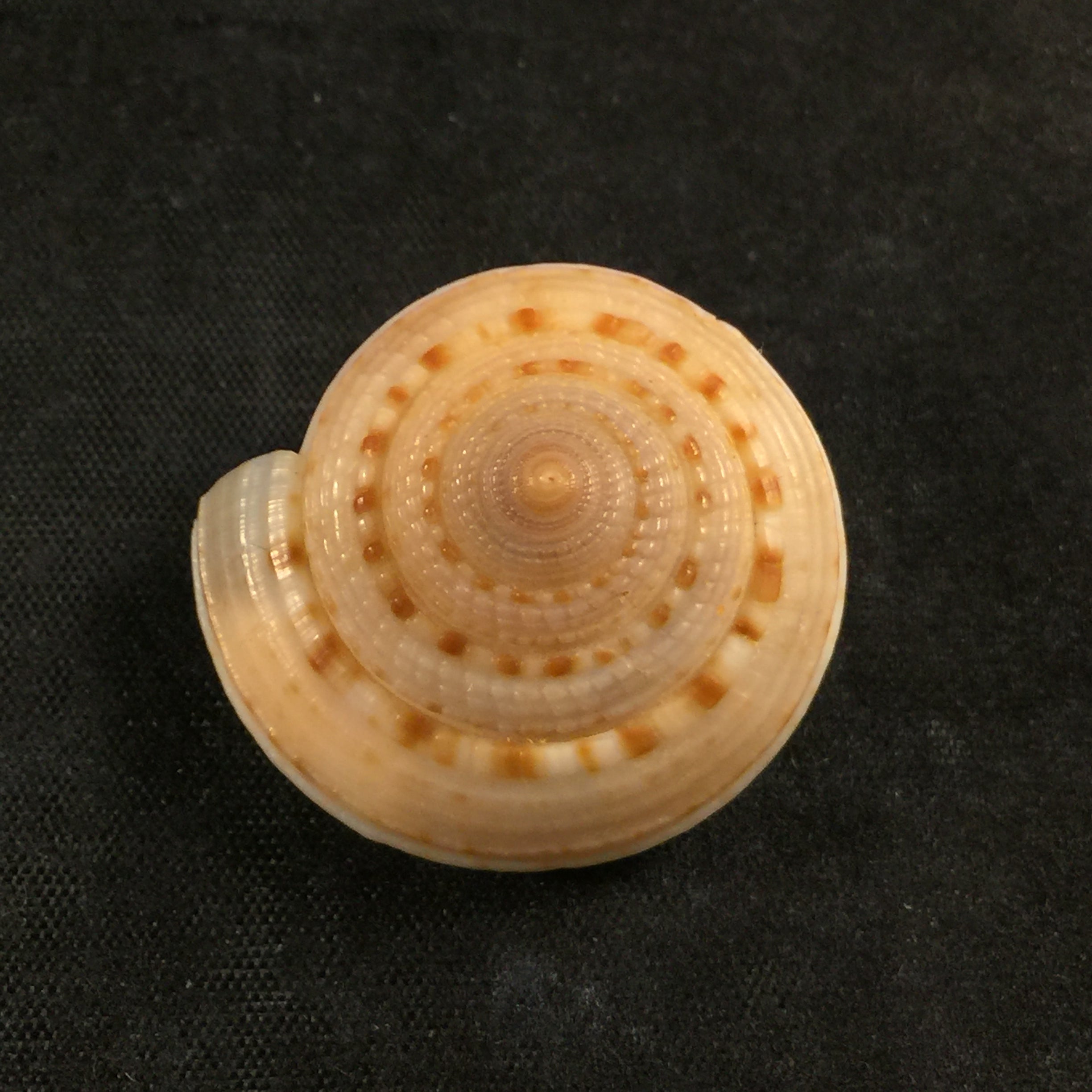 Architectonica nobilis Röding, 1798 - 29,5mm