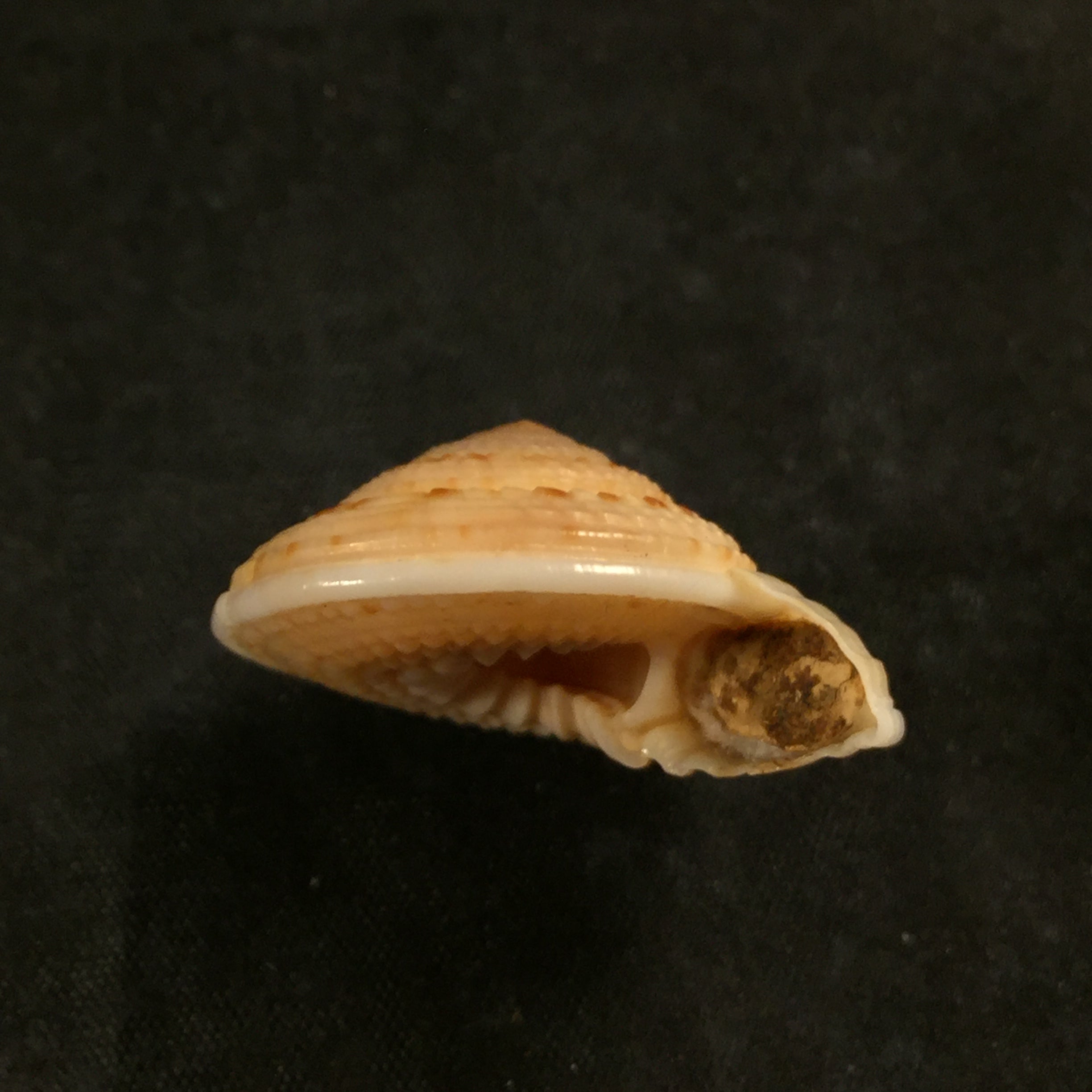 Architectonica nobilis Röding, 1798 - 29,5mm