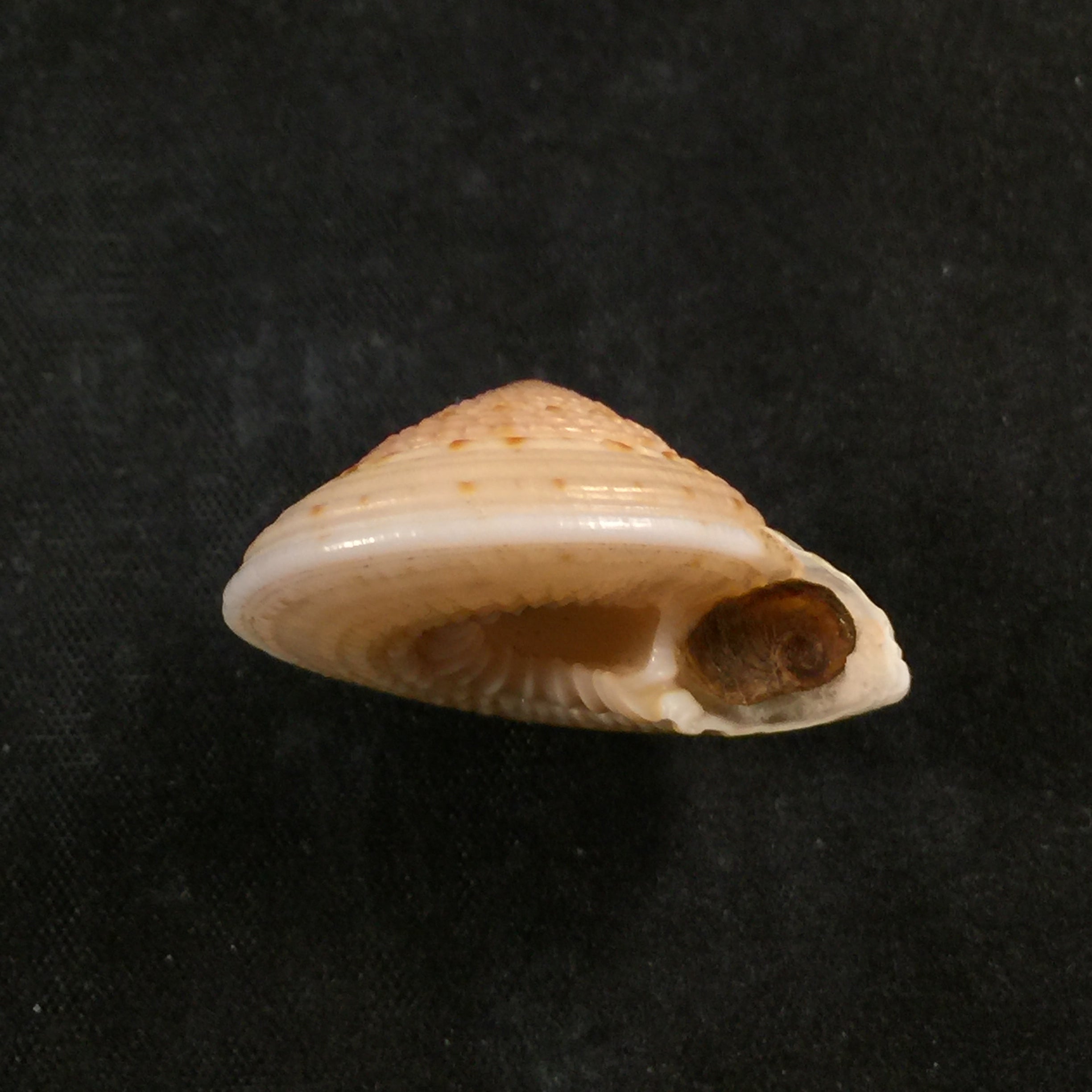 Architectonica nobilis Röding, 1798 - 29,3mm