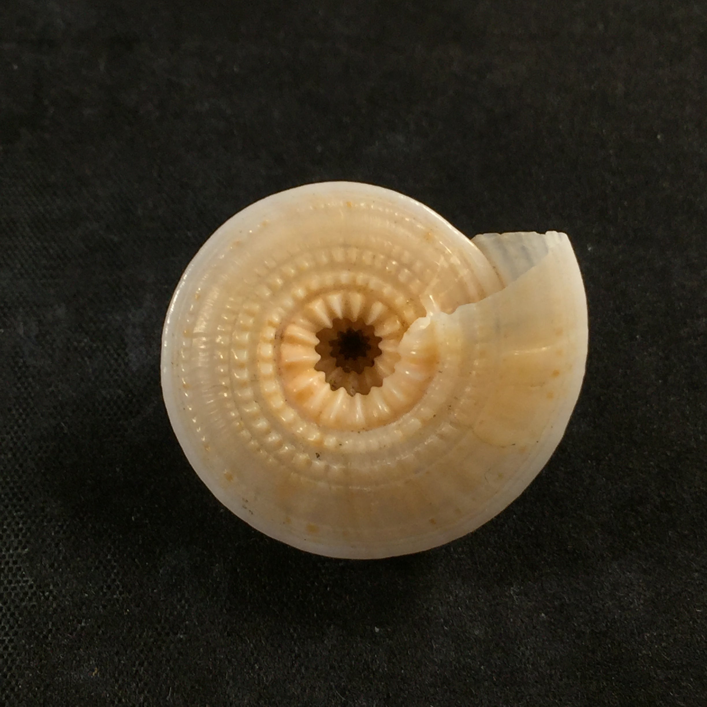 Architectonica nobilis Röding, 1798 - 29,3mm
