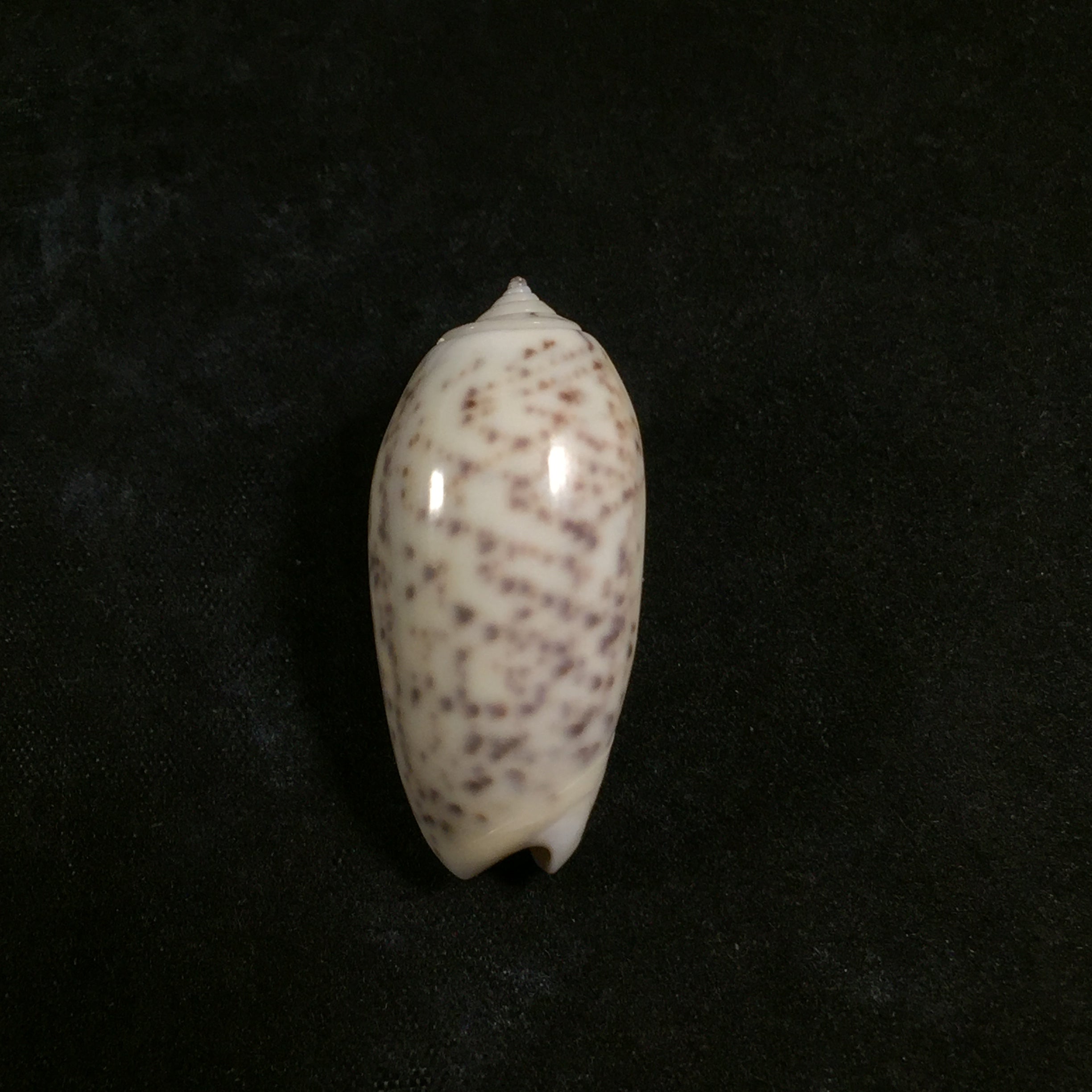 Oliva stelleta Duclos, 1835 - 34mm
