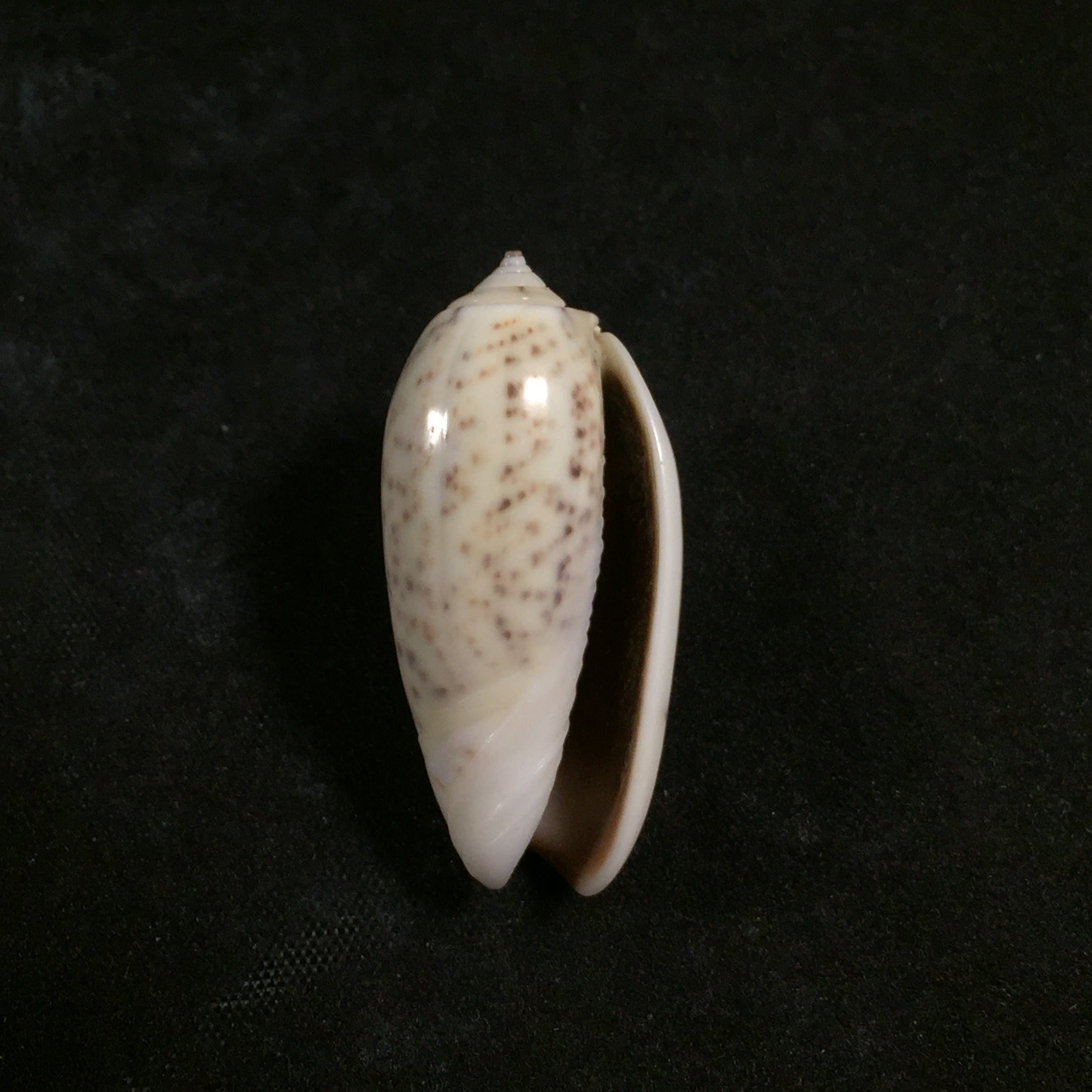 Oliva stelleta Duclos, 1835 - 34mm