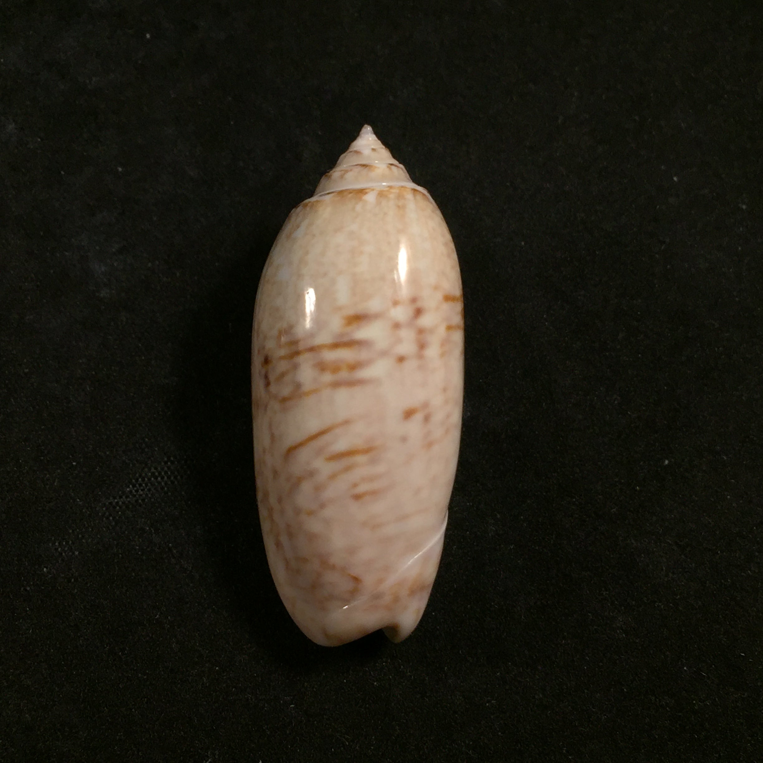 Americoliva sayana (Ravenel, 1834) - 44mm