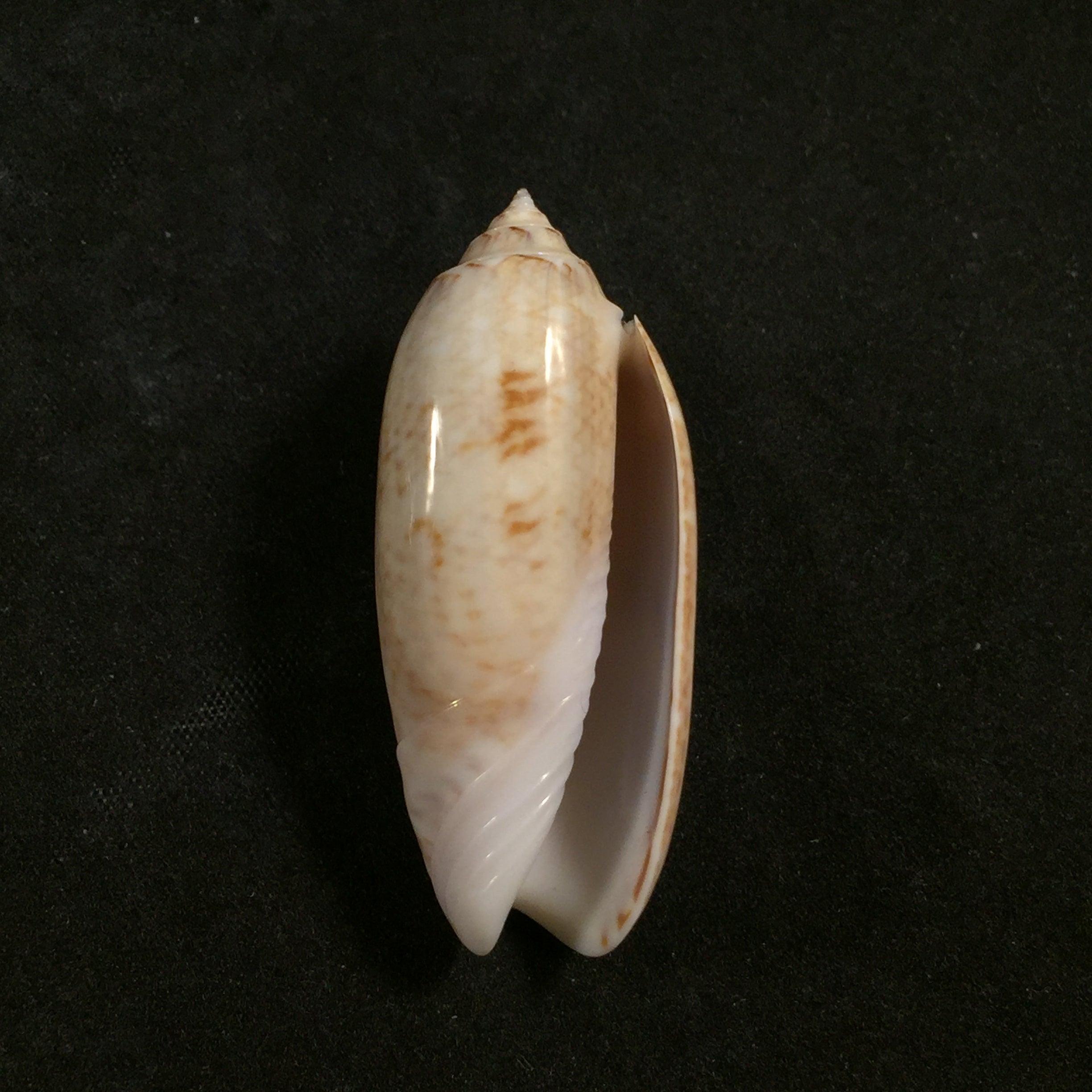 Americoliva sayana (Ravenel, 1834) - 44mm