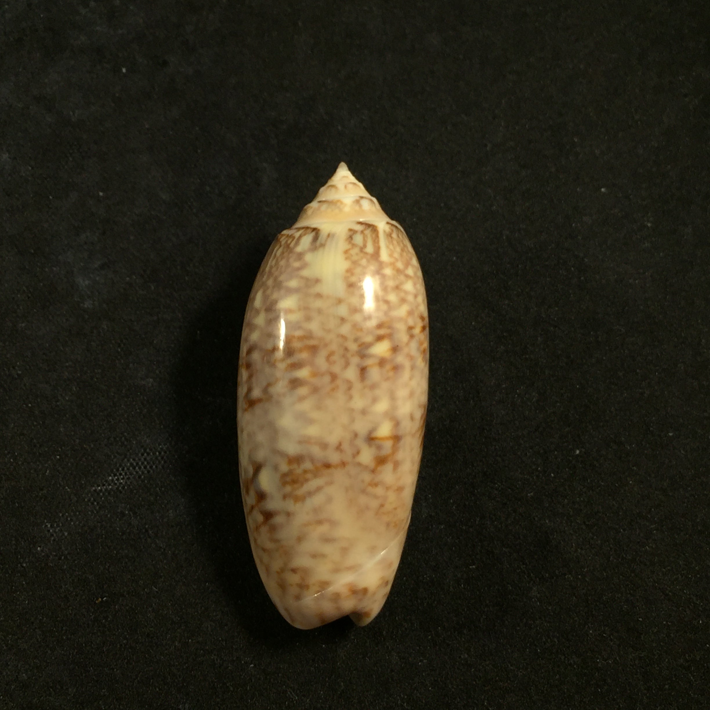 Americoliva sayana (Ravenel, 1834) - 45,6mm