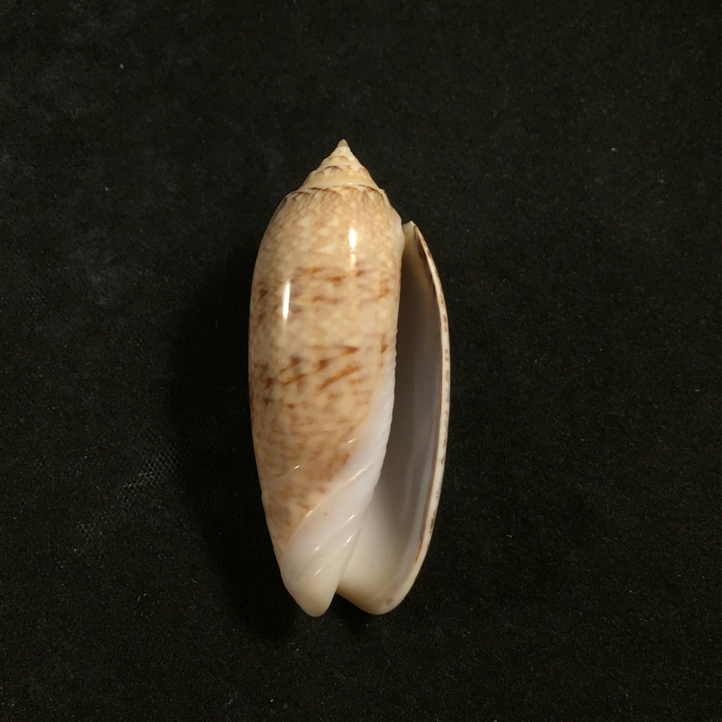 Americoliva sayana (Ravenel, 1834) - 45,6mm
