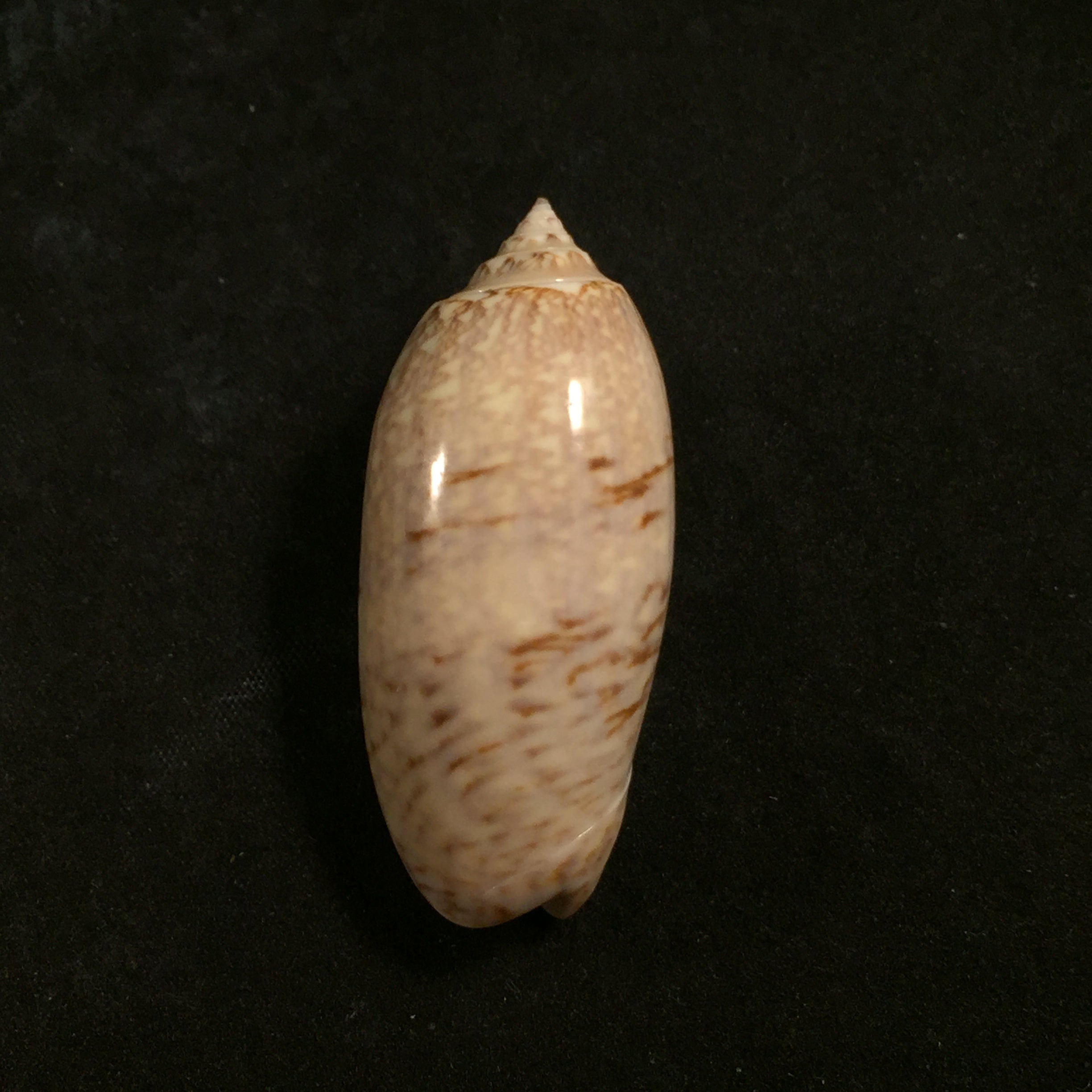Americoliva sayana (Ravenel, 1834) - 48,1mm