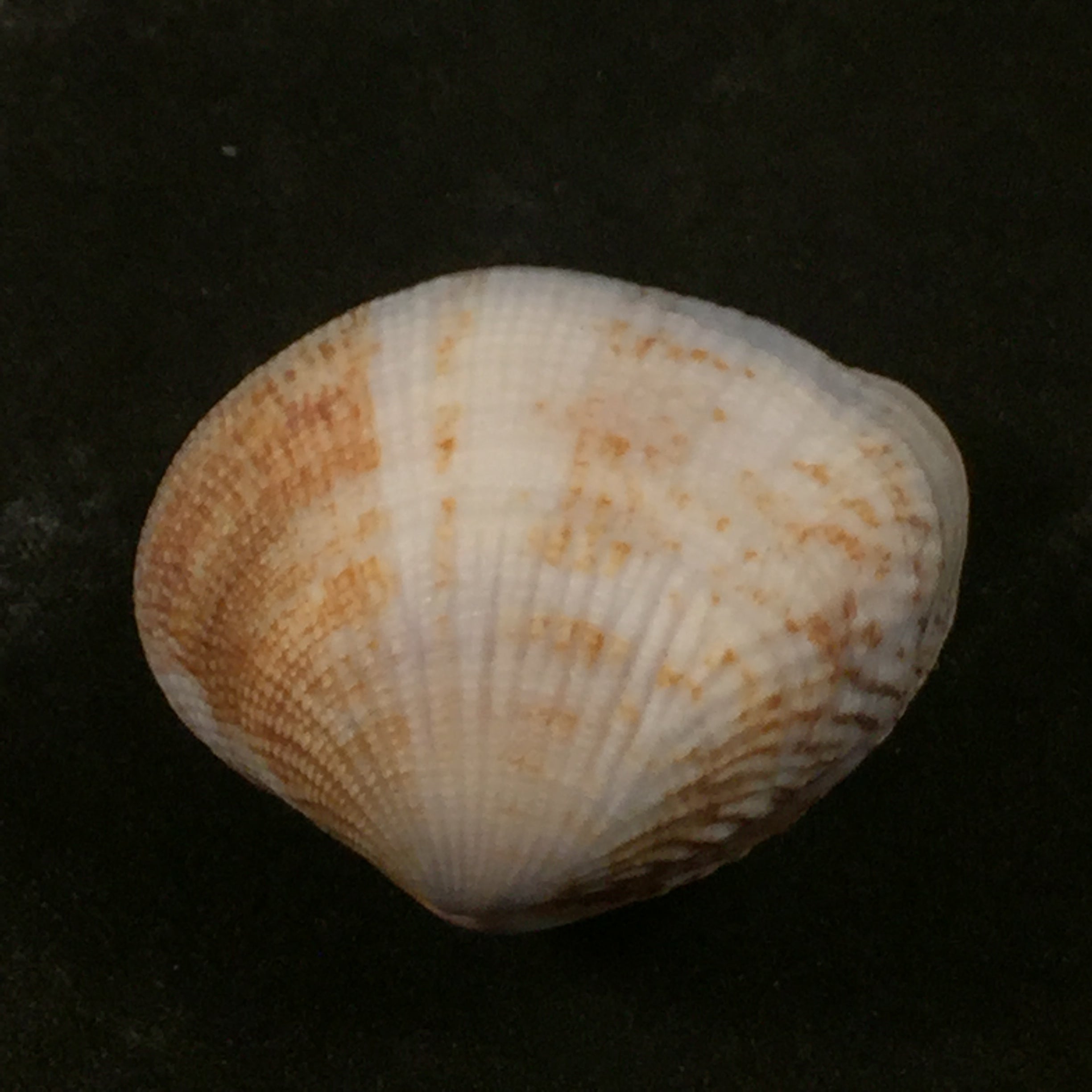 Gafrarium pectinatum (林奈, 1758) - 34,9mm