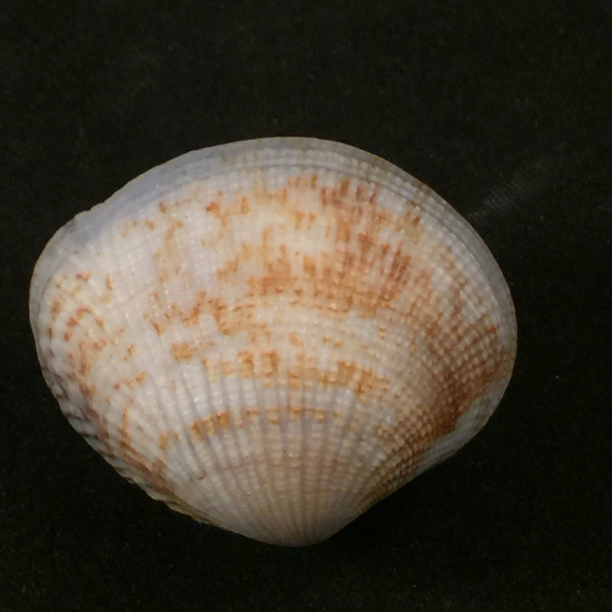 Gafrarium pectinatum (林奈, 1758) - 34,9mm