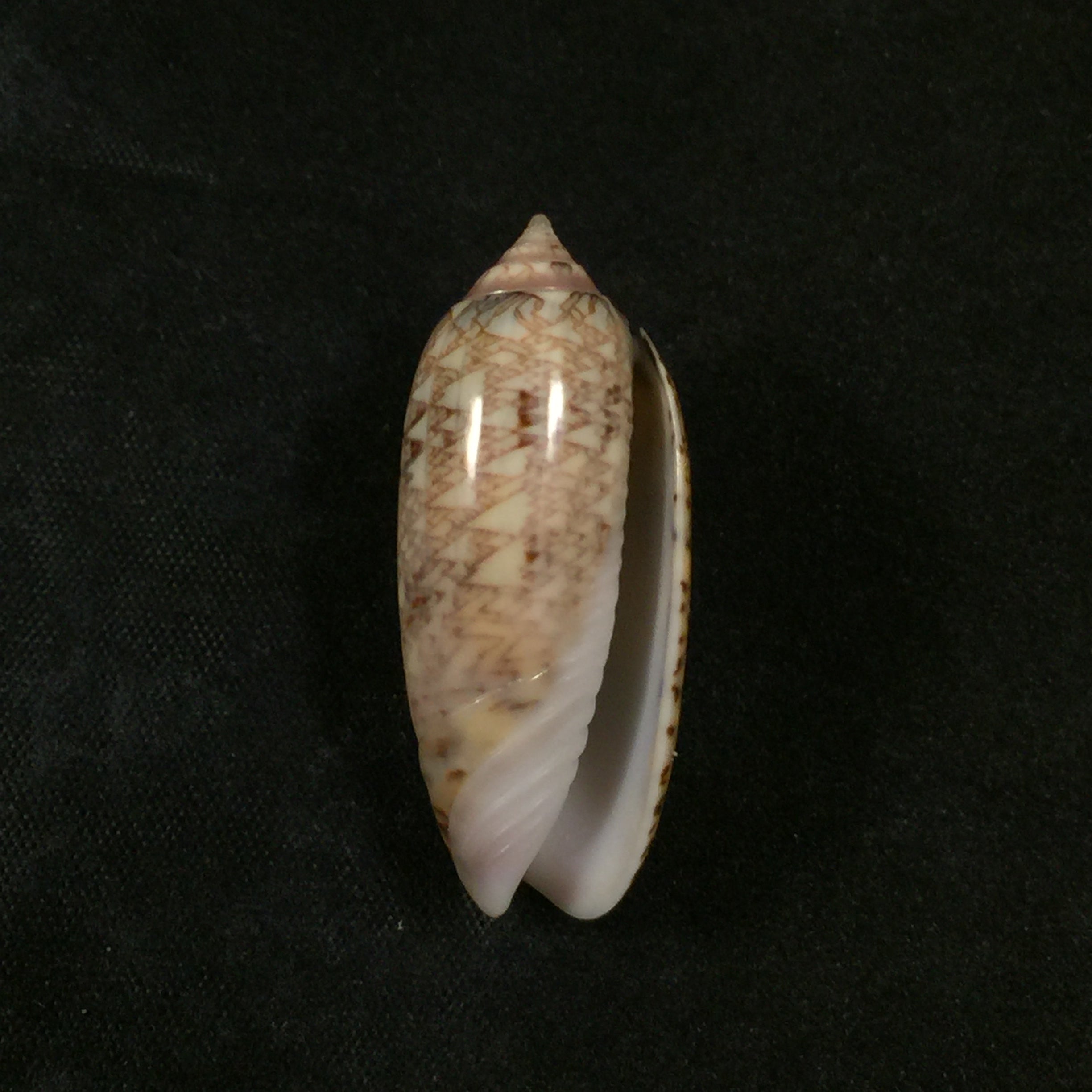 Oliva circinata jorioi Petuch, 2013 - 36,3mm