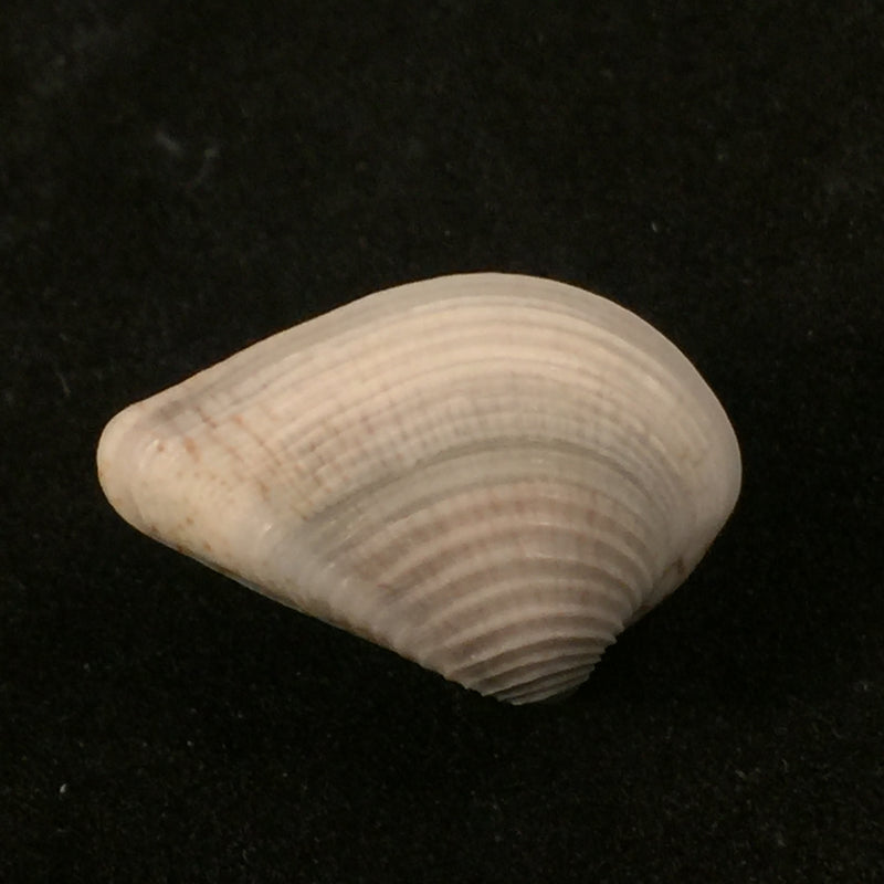 Anomalocardia auberiana (d'Orbigny, 1853) - 19,7mm
