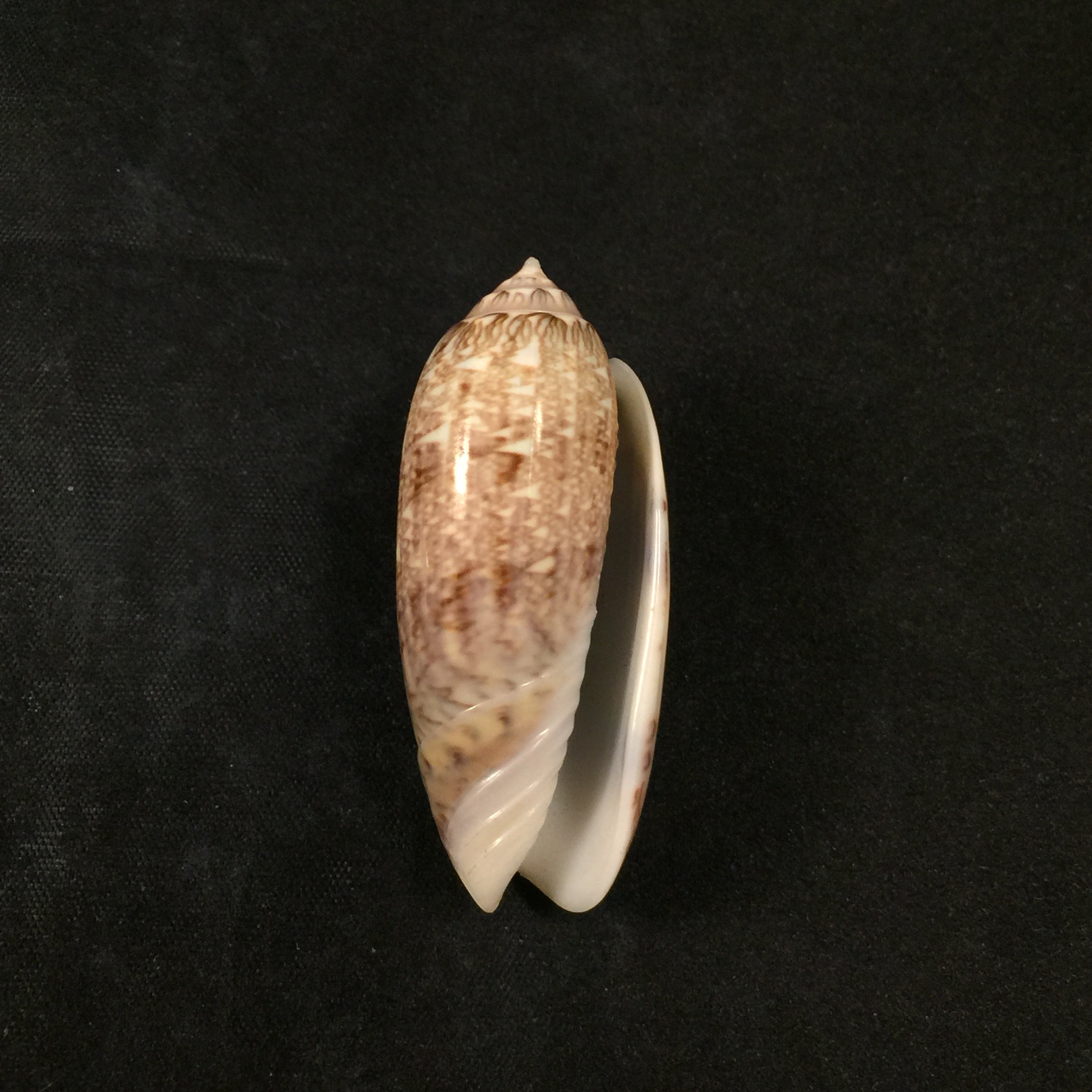 Americoliva circinata (Marrat, 1871) - 49,2mm