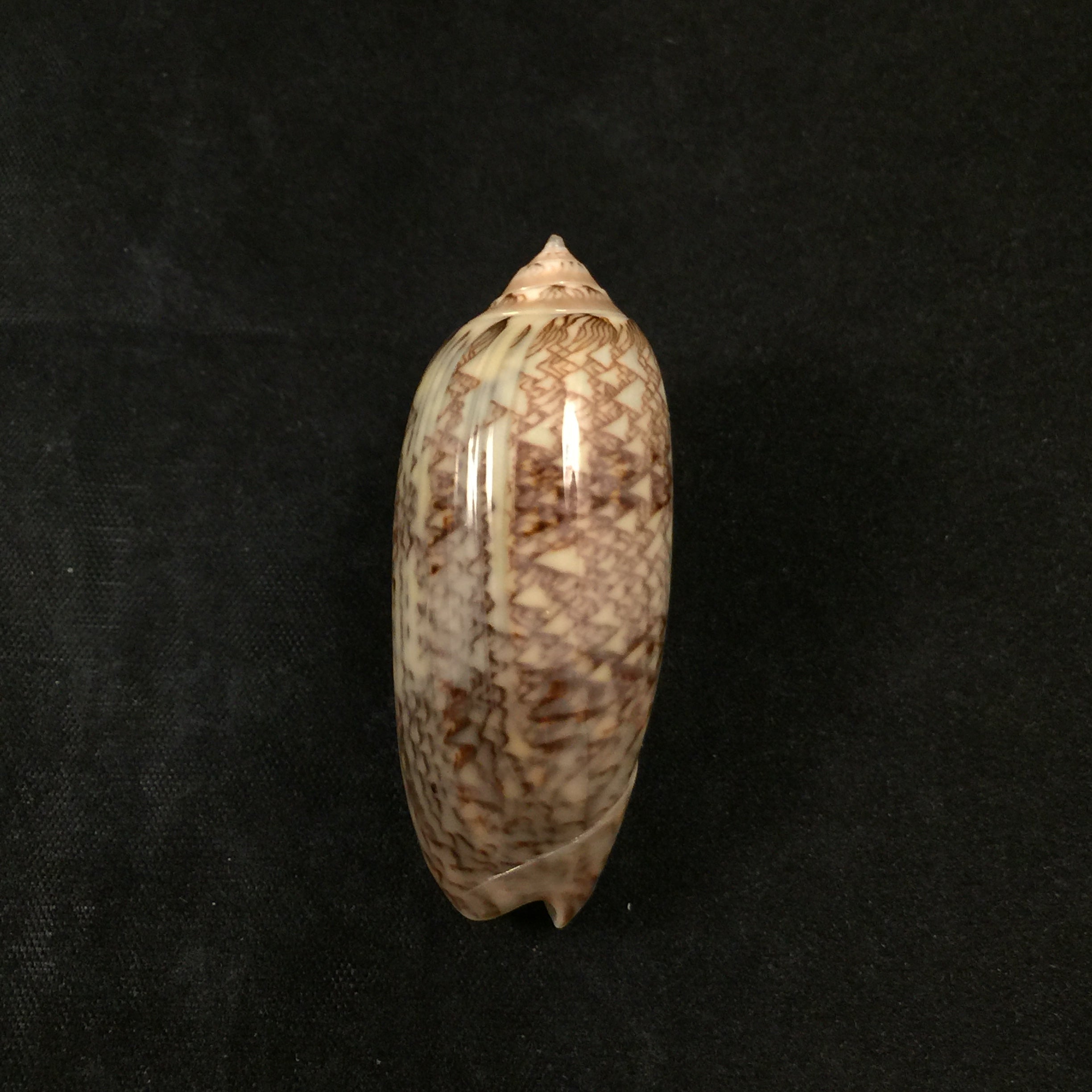 Americoliva circinata (Marrat, 1871) - 49,9mm