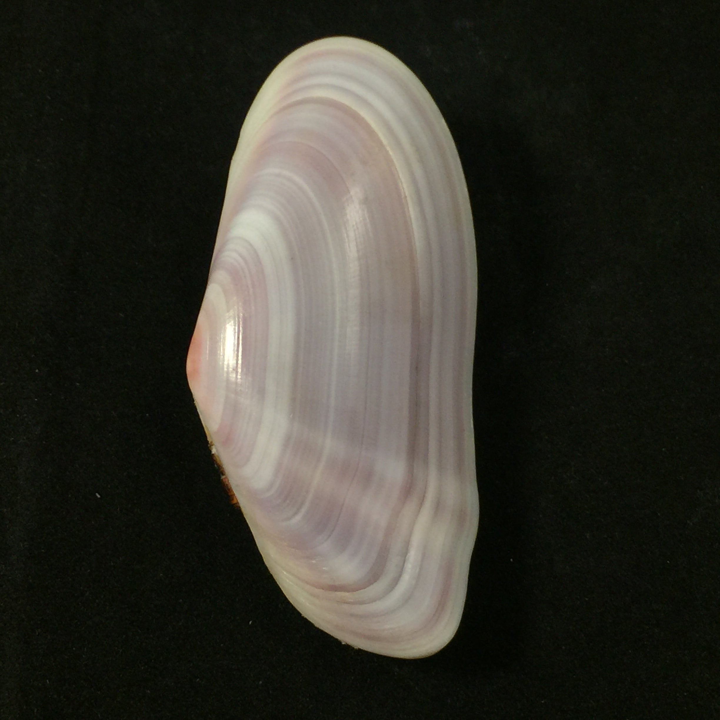 Tellina brasiliana Spengler,1798年 - 79毫米